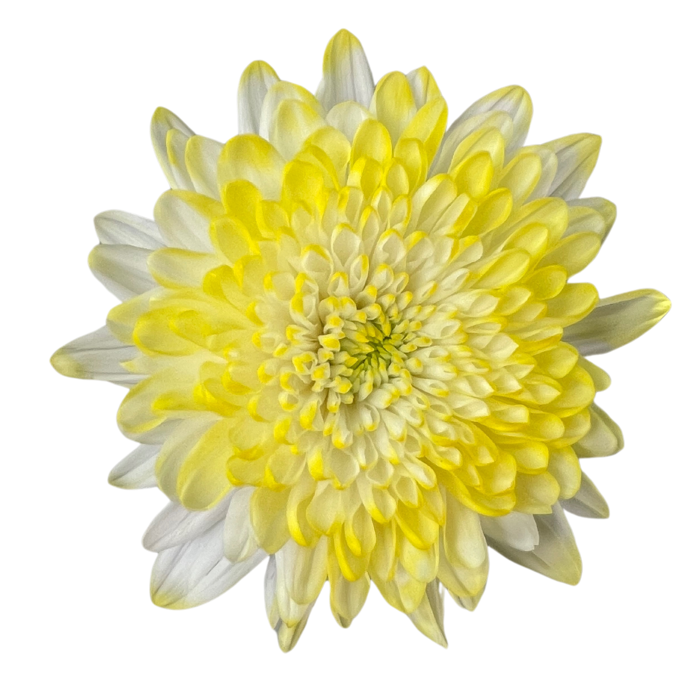 CREMON ENHANCED LIGHT YELLOW.png