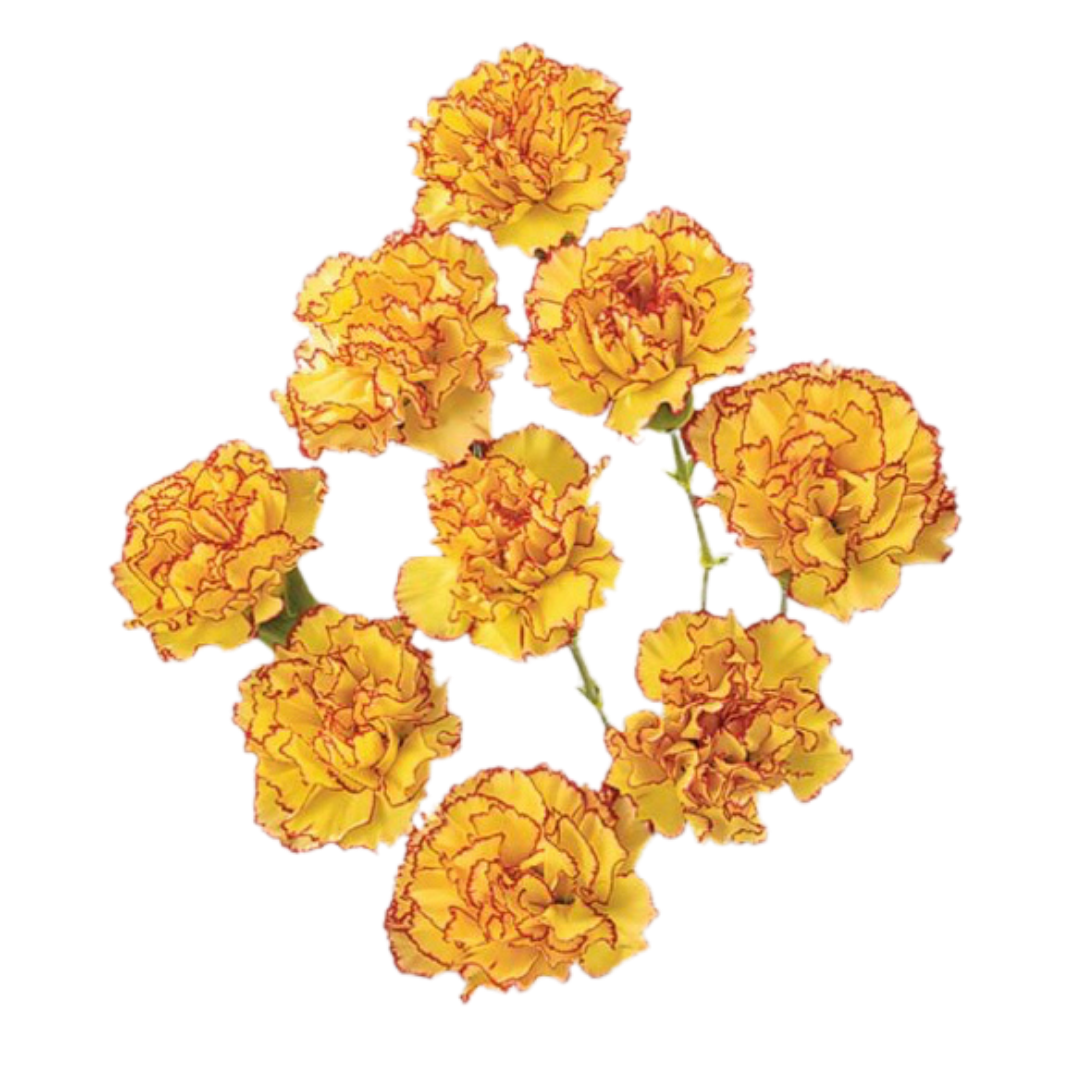 Lambretta- Spray Carnation.png