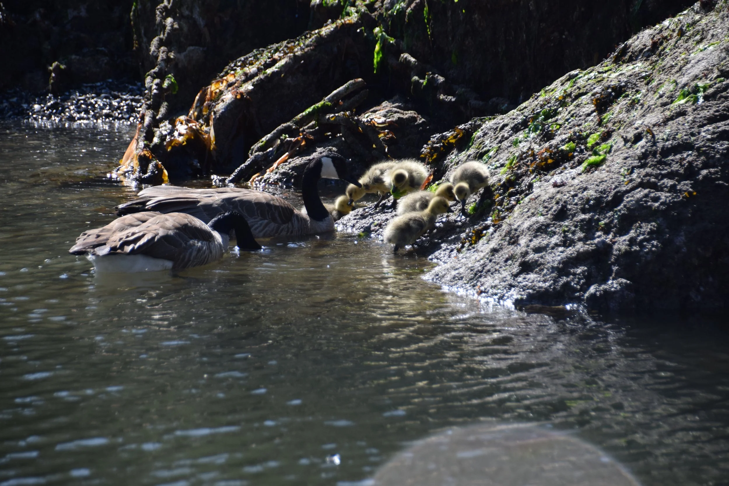 DSC_0478.JPG