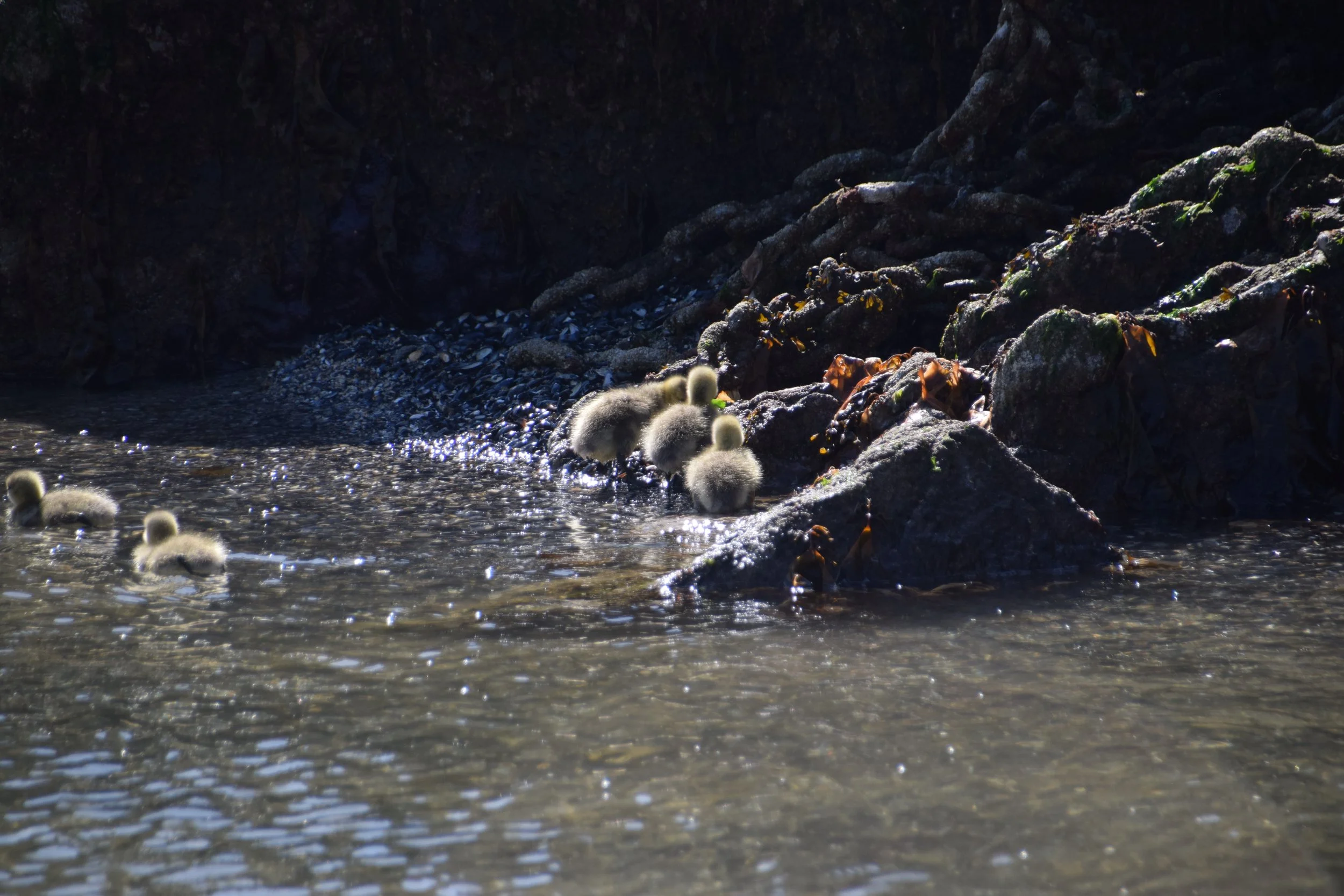 DSC_0483.JPG