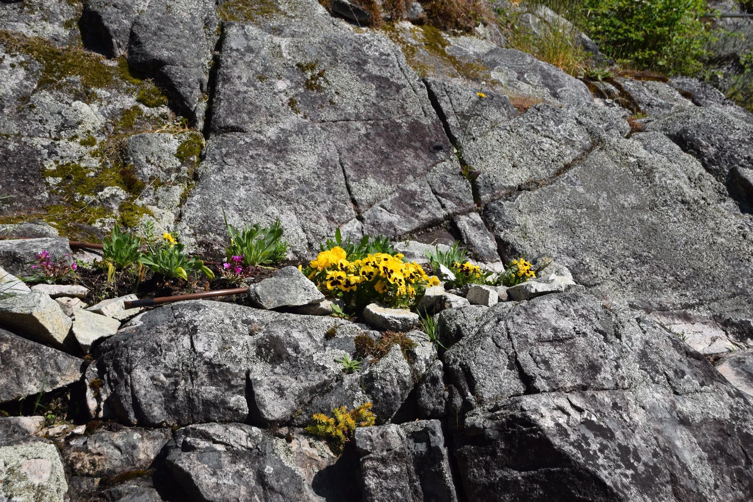 DSC_0520.JPG