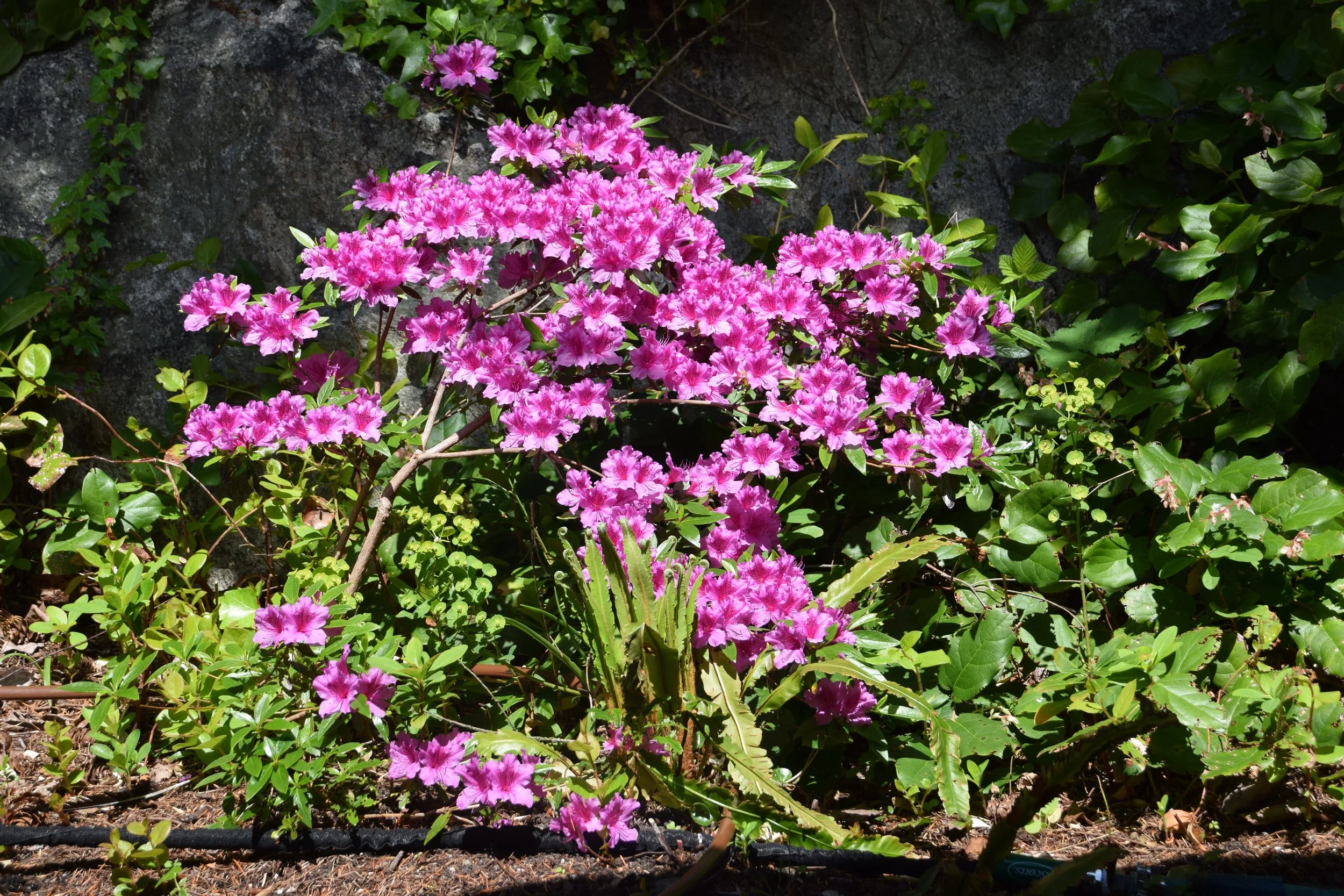 DSC_0521.JPG