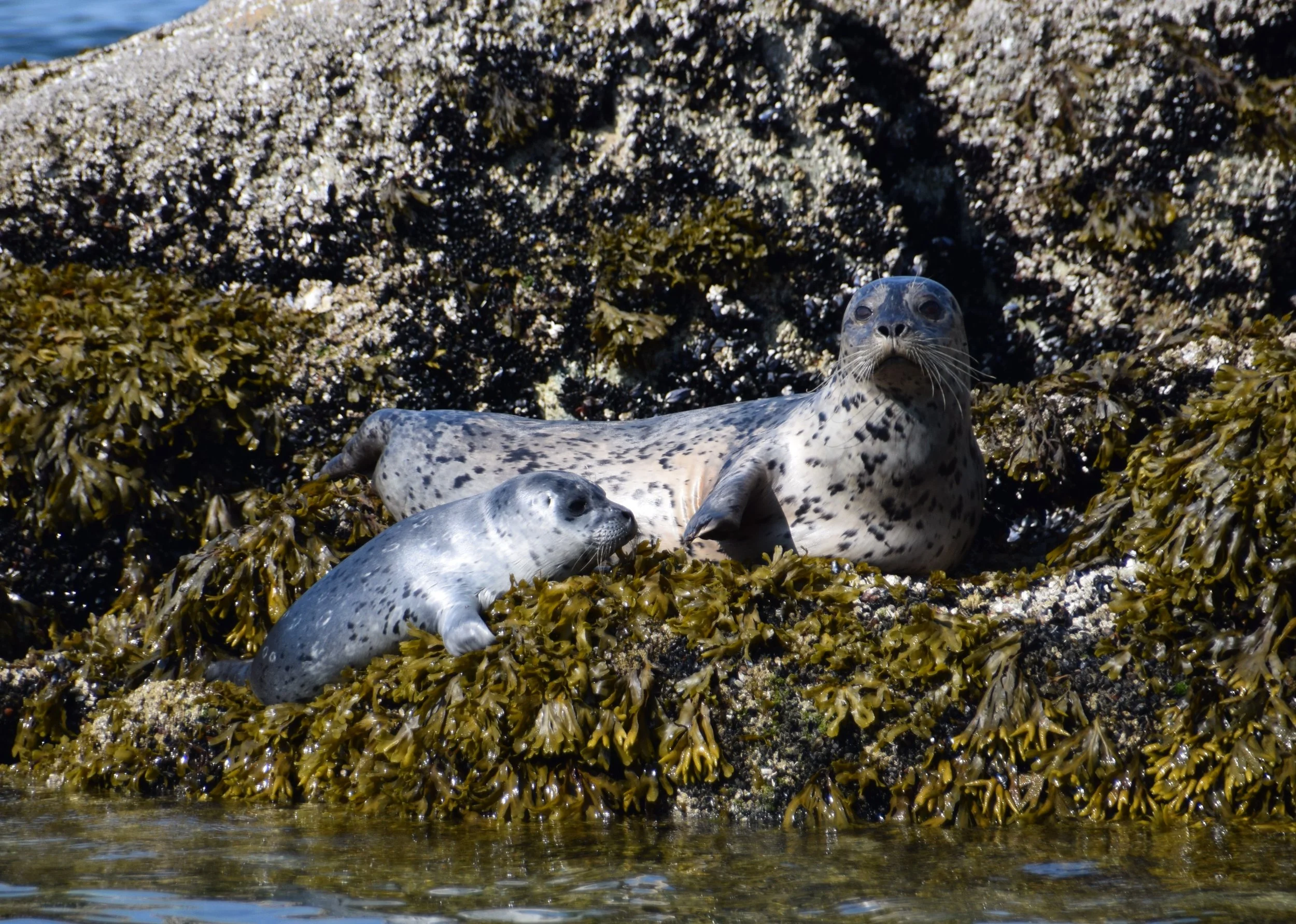 DSC_0209.JPG