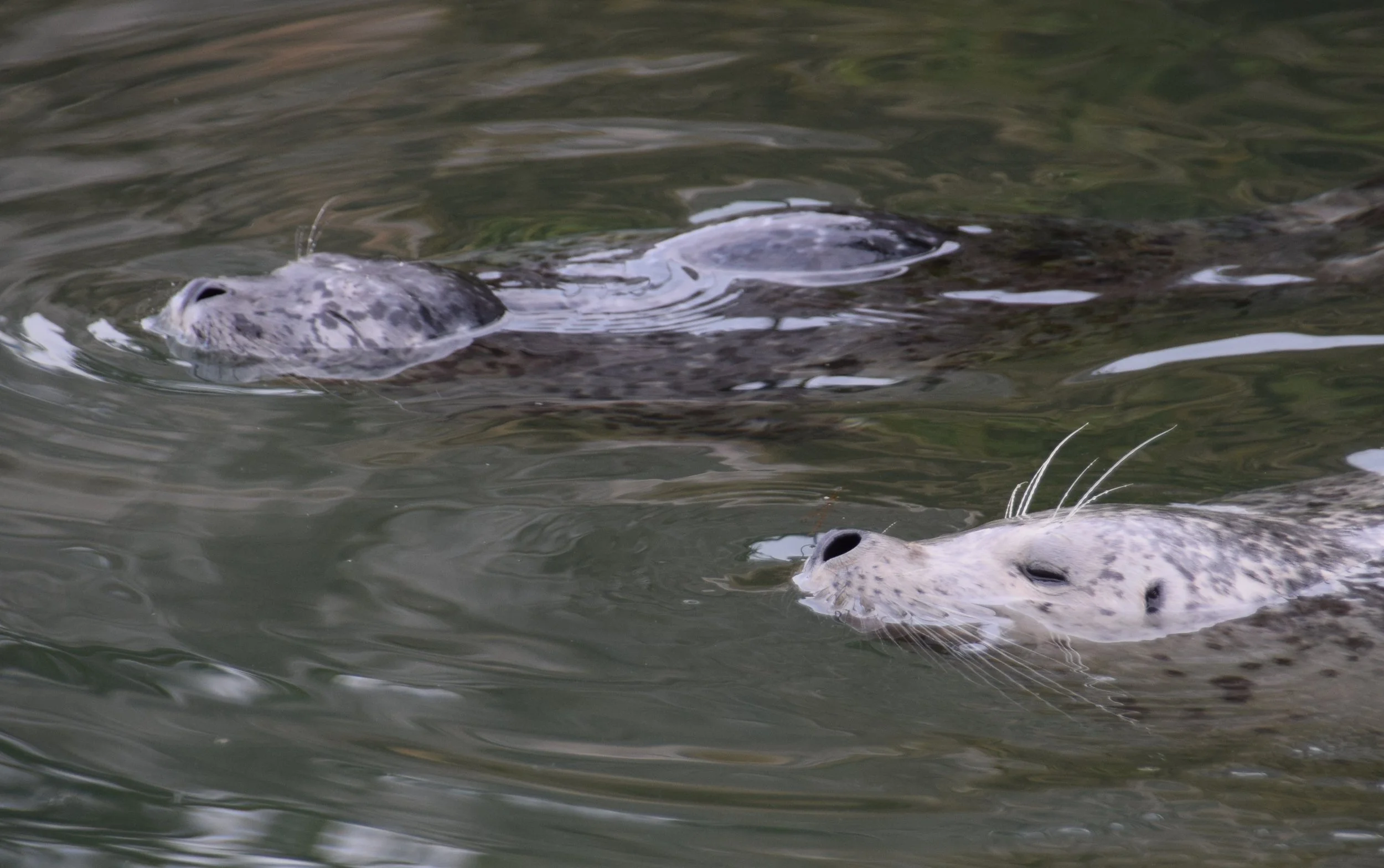 seals.JPG