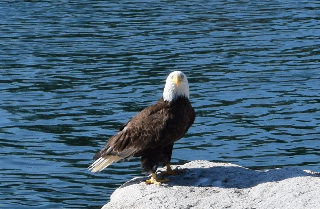 eagle.JPG