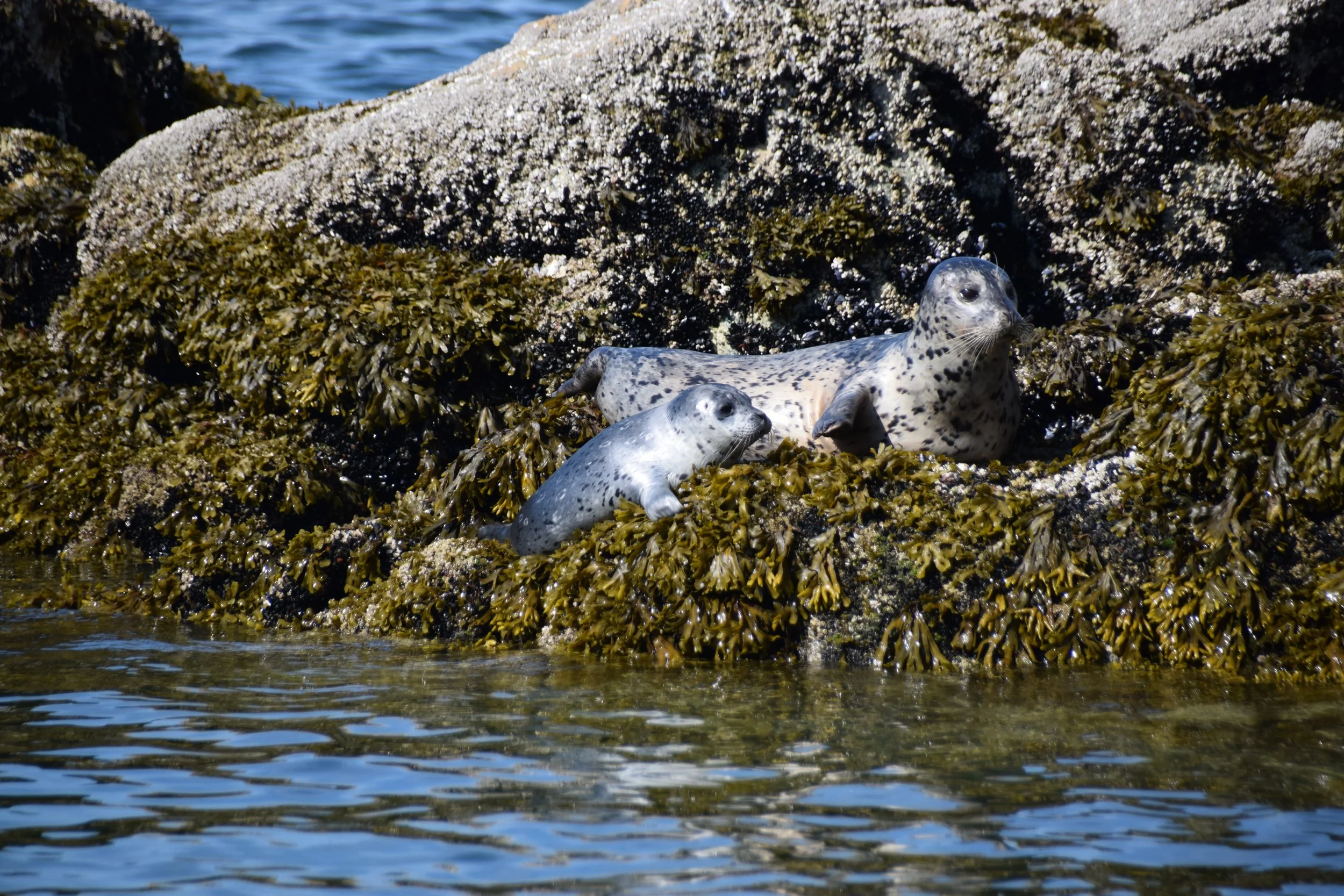 DSC_0208.JPG