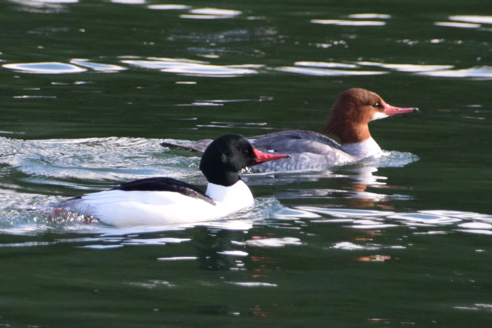 DSC_0141.JPG