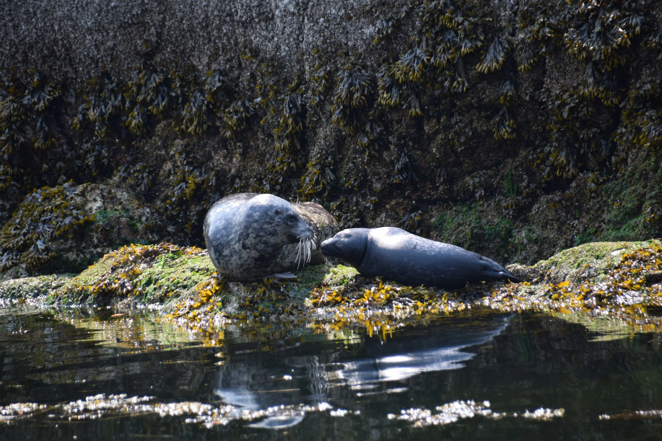 DSC_0683.JPG