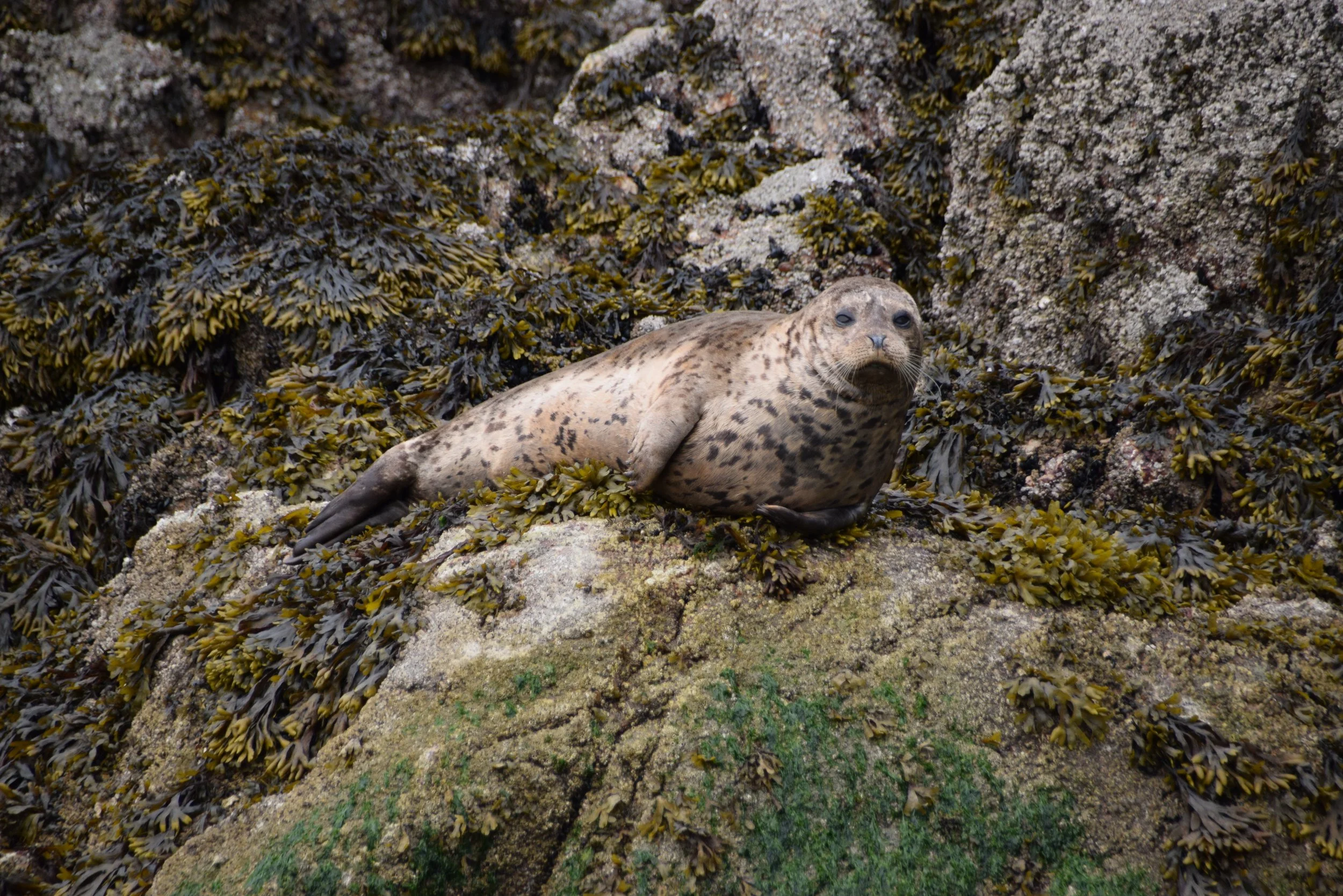 DSC_0660.JPG
