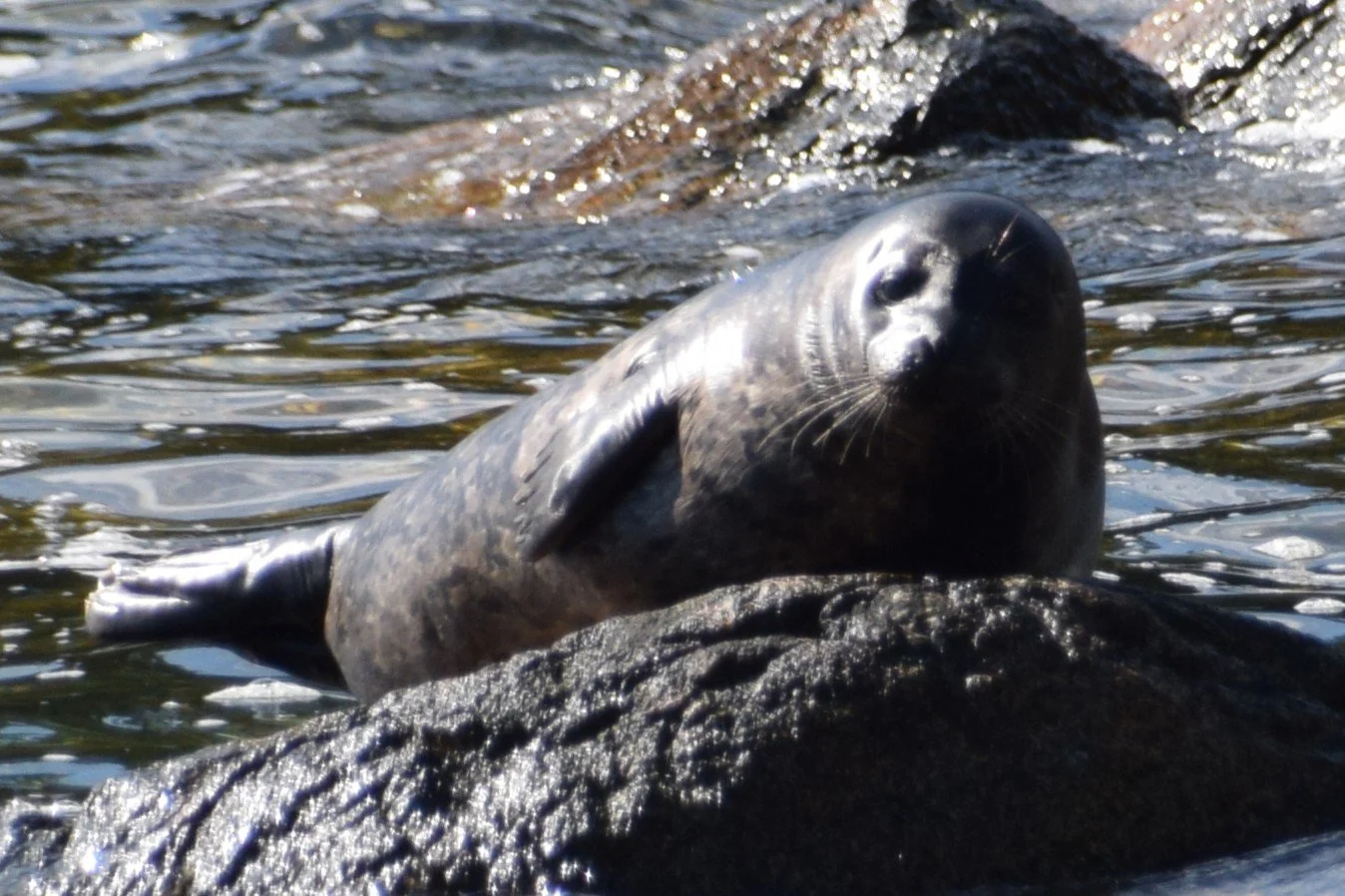 DSC_0741.JPG