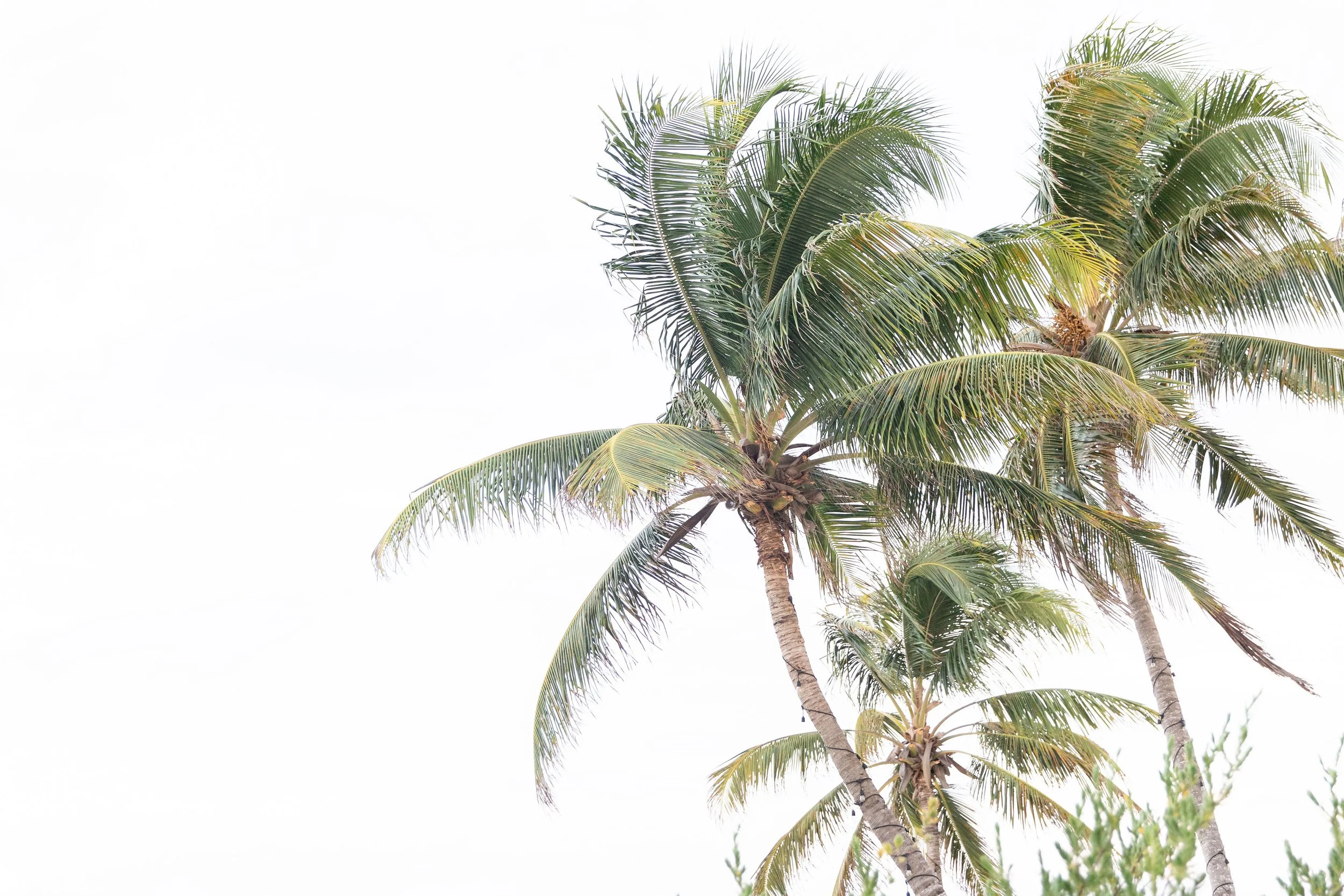Three palm trees swaying in the wind against a bright, cloudy sky.