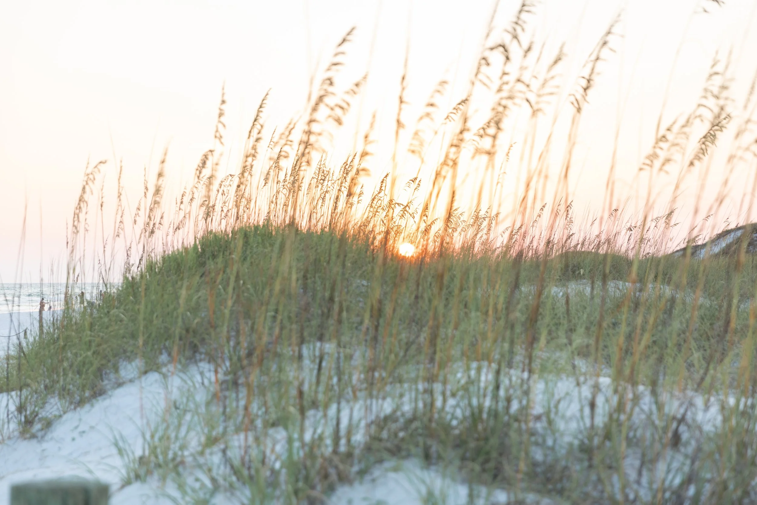 Sunset over beach with tall grass and sand dunes
