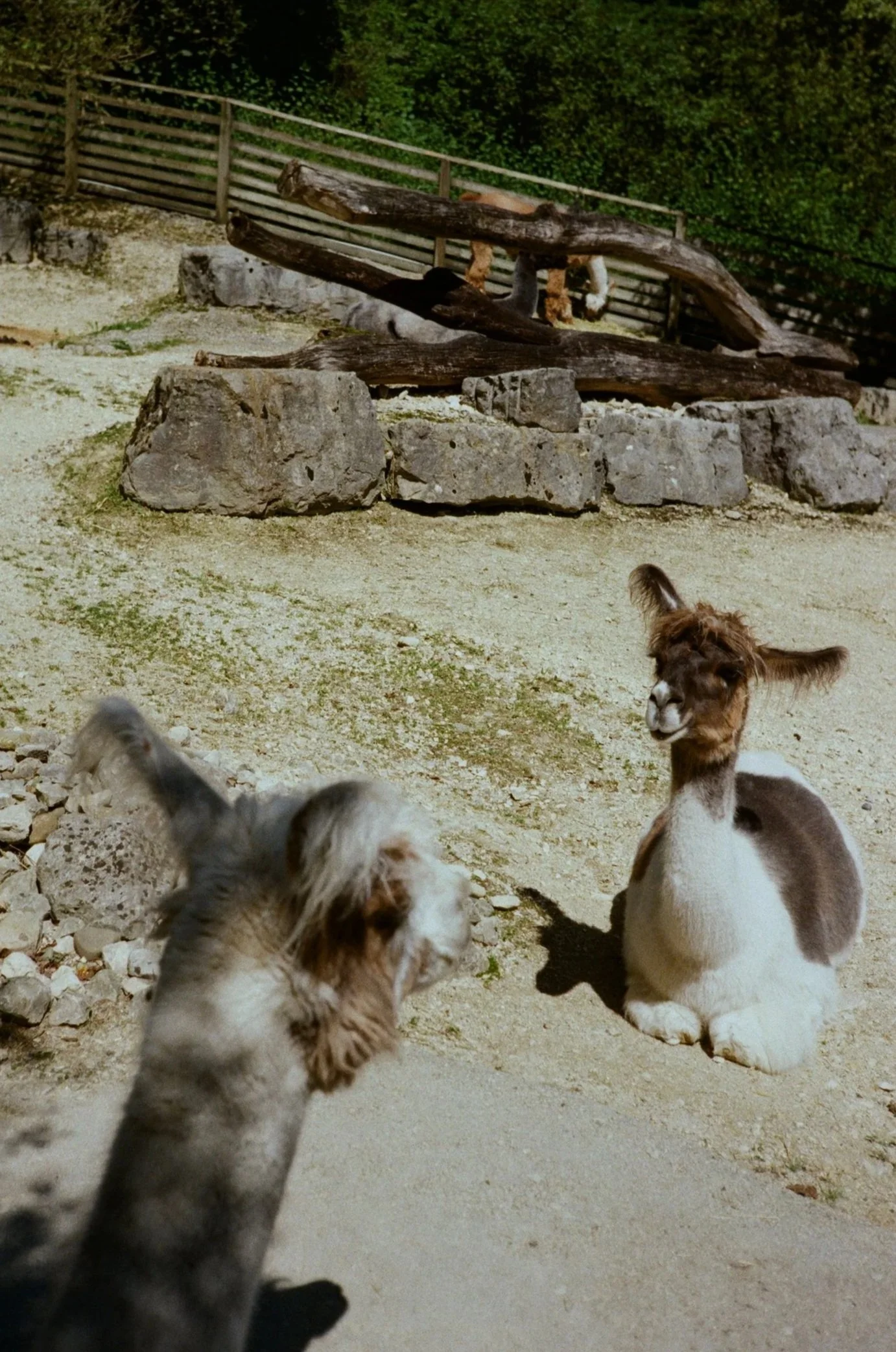Two dogs and a llama in a zoo enclosure with rocks and a wooden fence in the background.