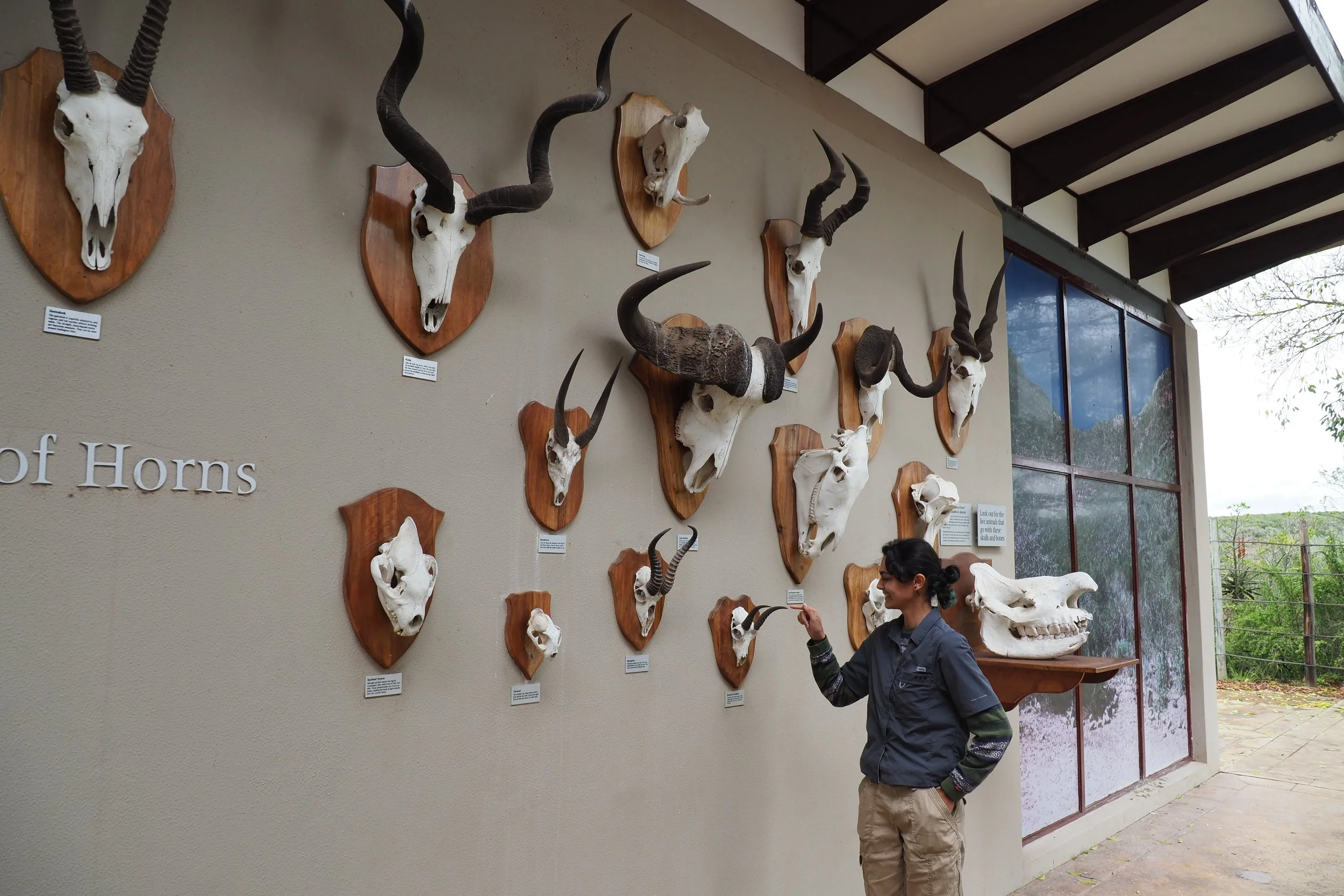 Antlers of South Africa