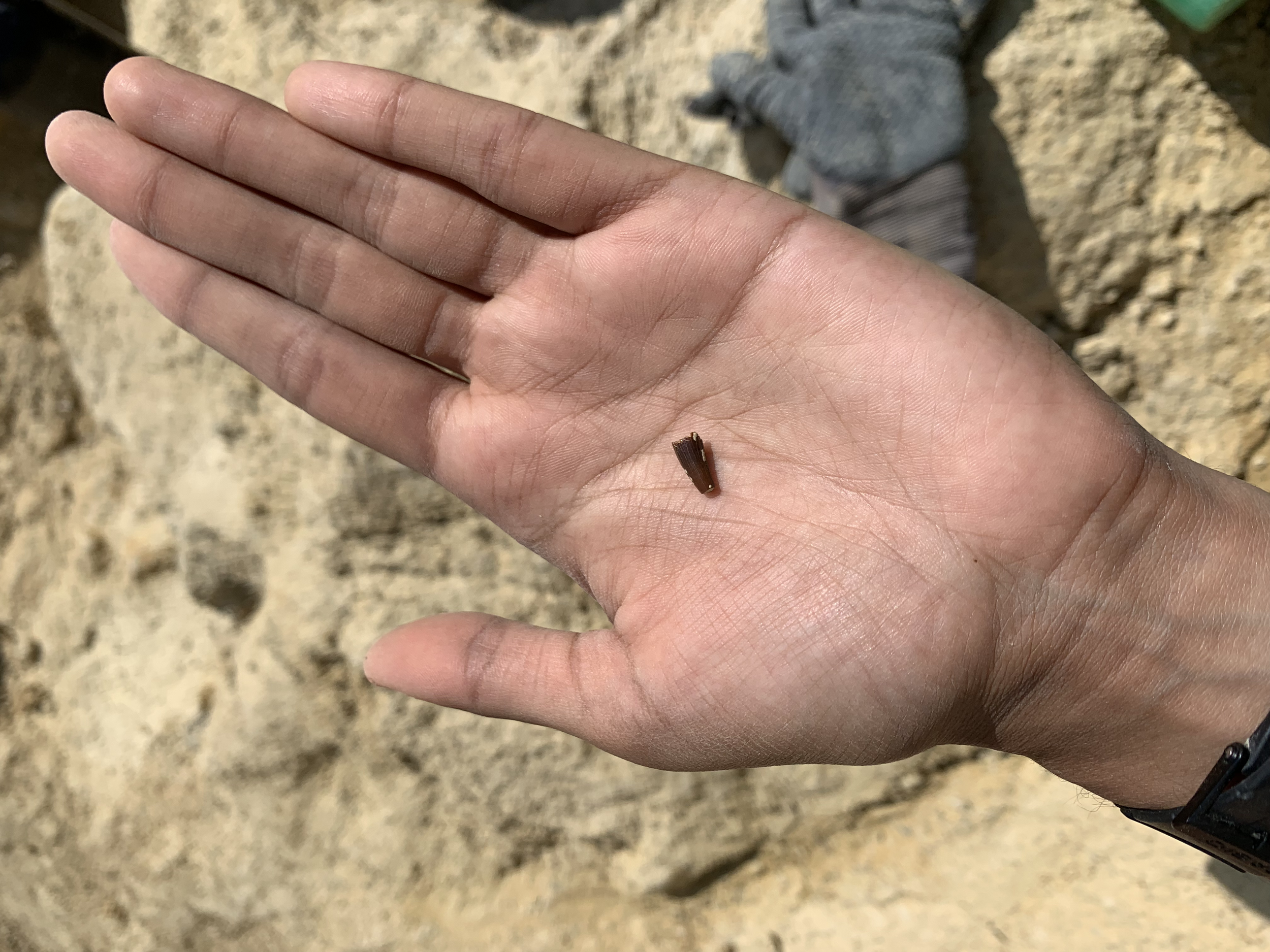 Crocodile tooth, Vargula Marls, Porrentruy, Switzerland