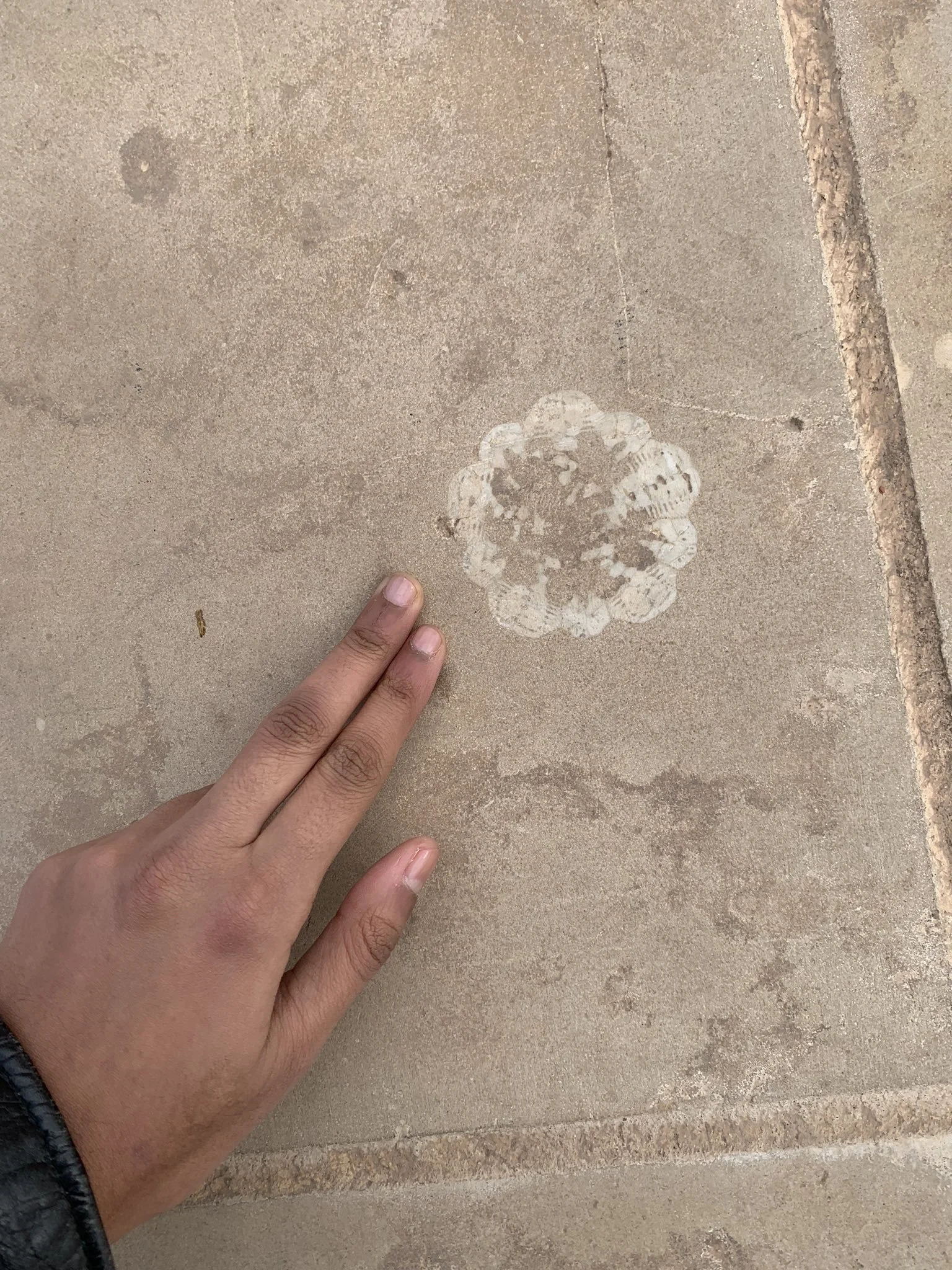 Fossil in a Moroccan fort floor tile