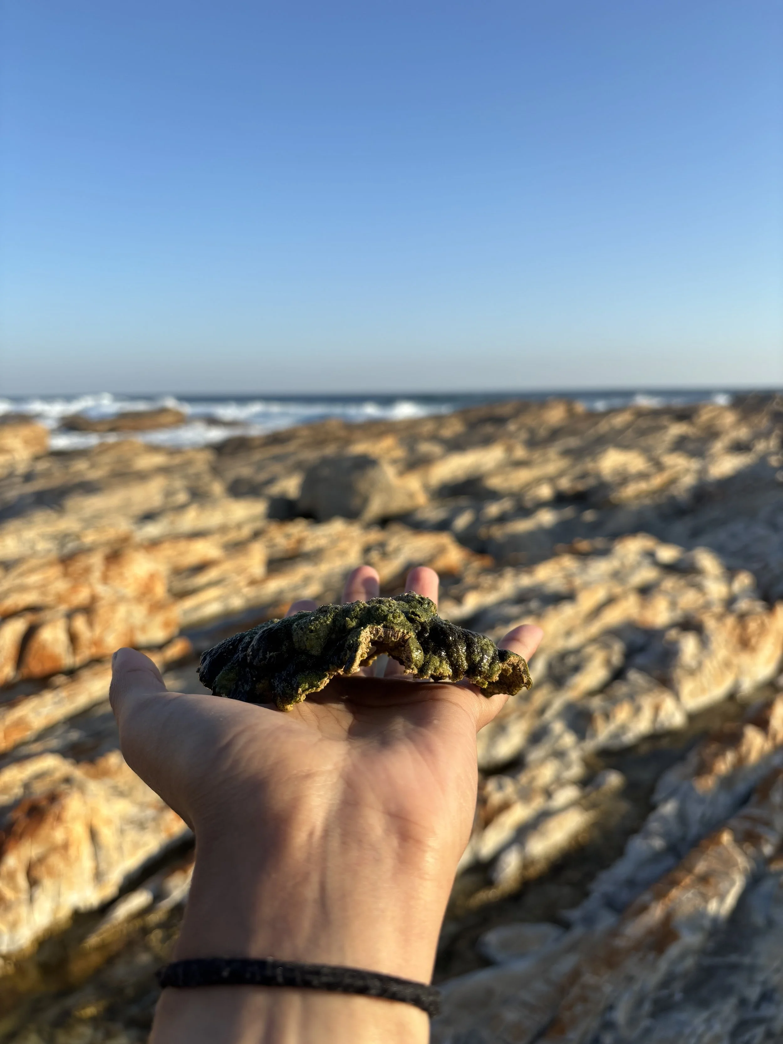 Microbialite of South Africa