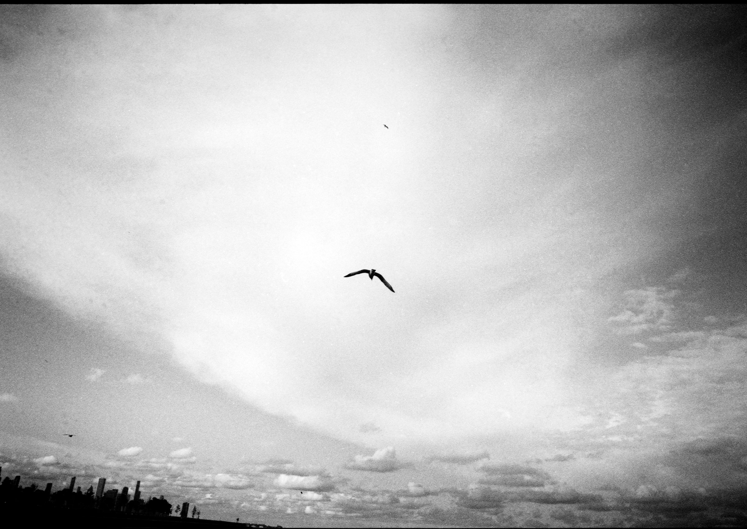 Analog | Monochrome