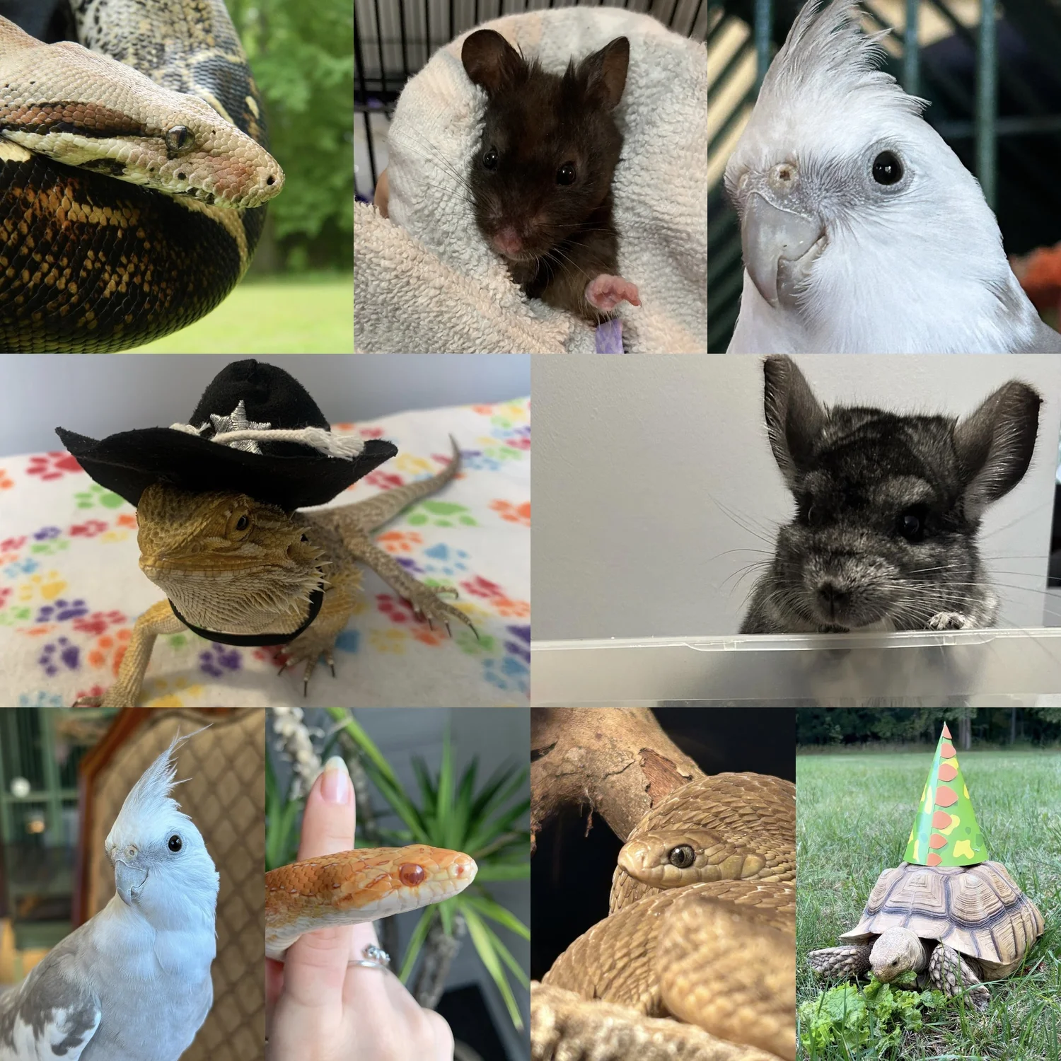 WILD EXOTICS ANIMAL REFUGE