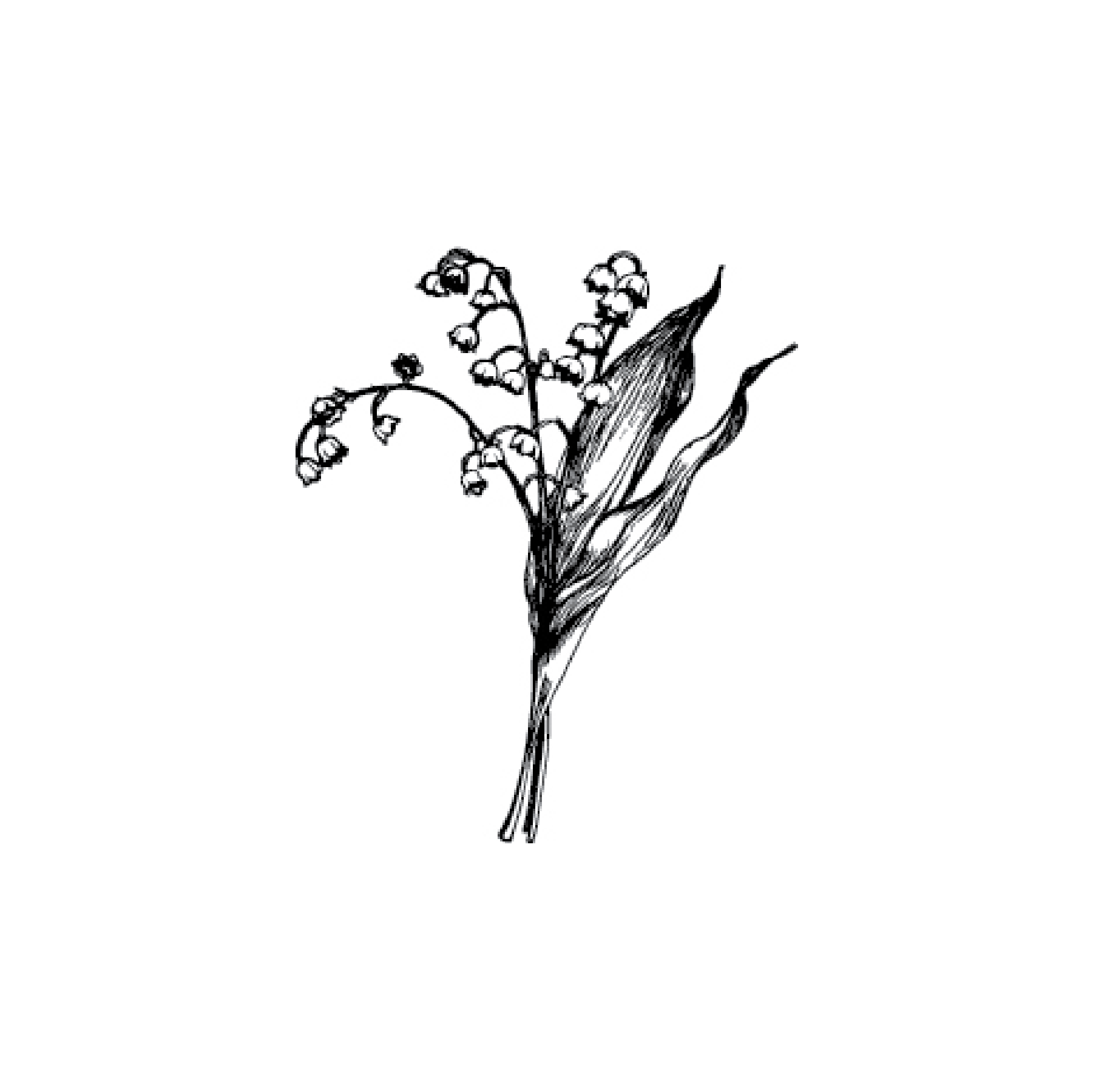 Lilly of the valley illustration for Fiorista and Studio Perceptions