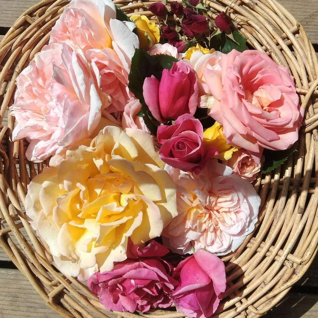 Our girls are blooming 🤩 ☘️💚
Our resources are homegrown botanicals, handpicked and air dried to continue the old tradition ✨ of magical herbalism ✨ 

#sustainablespirituality #sustainablegardens #sustainablelavender