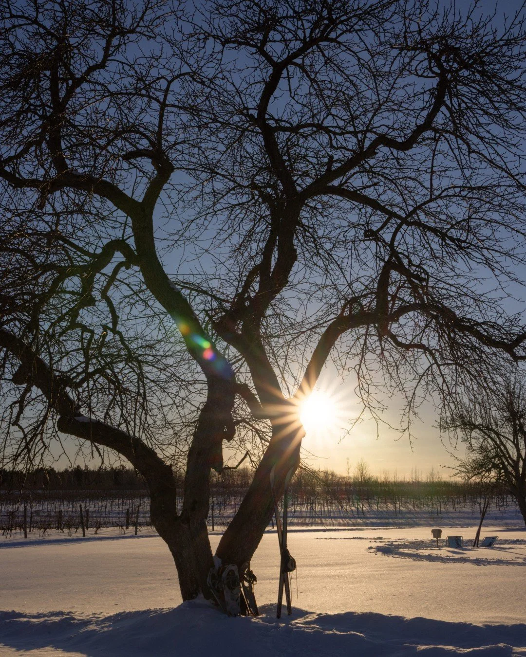 This tree isn't worried about being bare. It knows rest is part of growth. It knows the light will still reach it. It knows spring is coming, but right now? Right now is for stillness.

What if we trusted our seasons the way trees do?

We are a group
