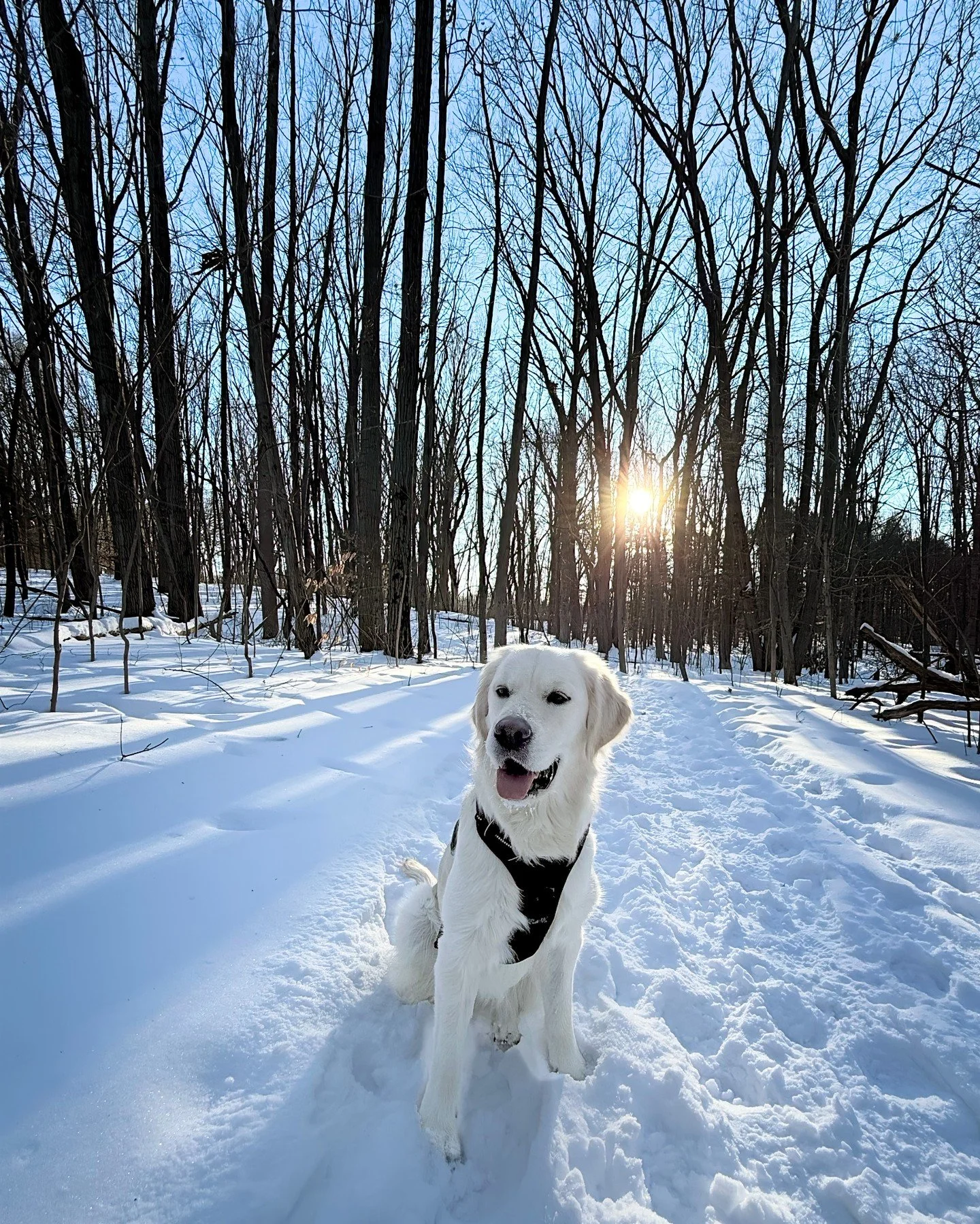 Coco doesn't worry about the path behind or the miles ahead&mdash;she's fully present in this moment, right here in the snow. There's something about midlife that calls us back to this kind of presence, to stop rushing through and start actually expe