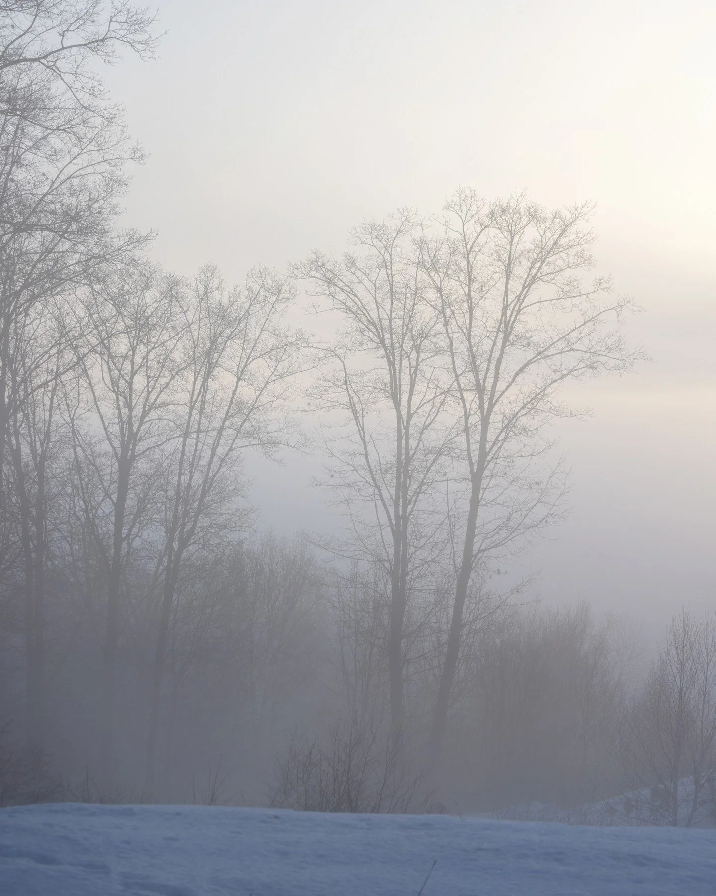 This week's theme for my weekly photography project was Directional Light. And then the fog rolled in.

Sometimes the light doesn't point you anywhere. It just softens everything. You can't see very far ahead. The edges blur. The path is there, you j