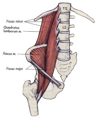 Prenatal Support in Annapolis doesn't have to be hard. Picture shows the inside of your pelvis and hip muscles. Understanding these and moving them can help with your birth.