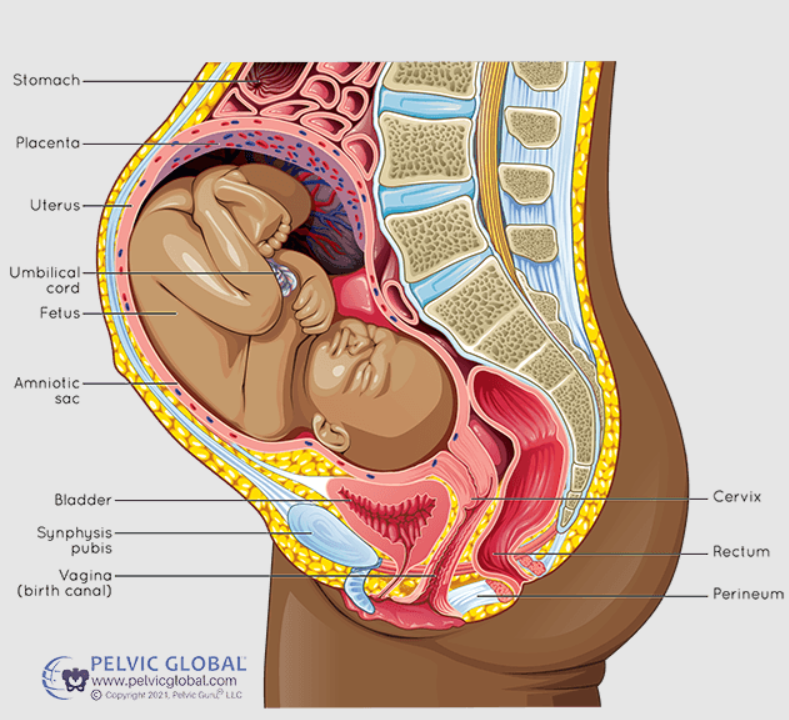 Diagram of your pelvic floor in pregnancy.