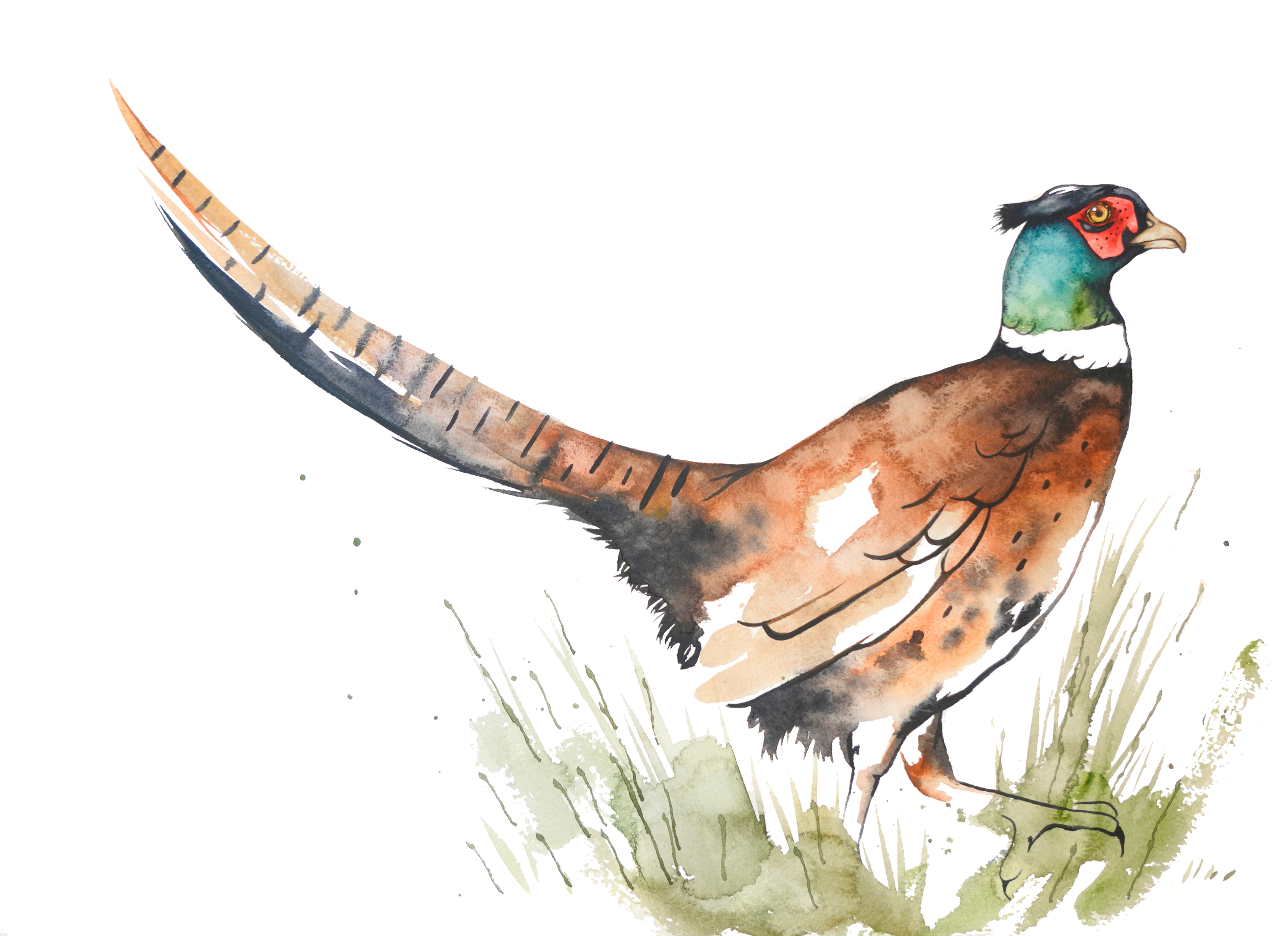 whiteringpheasant.png