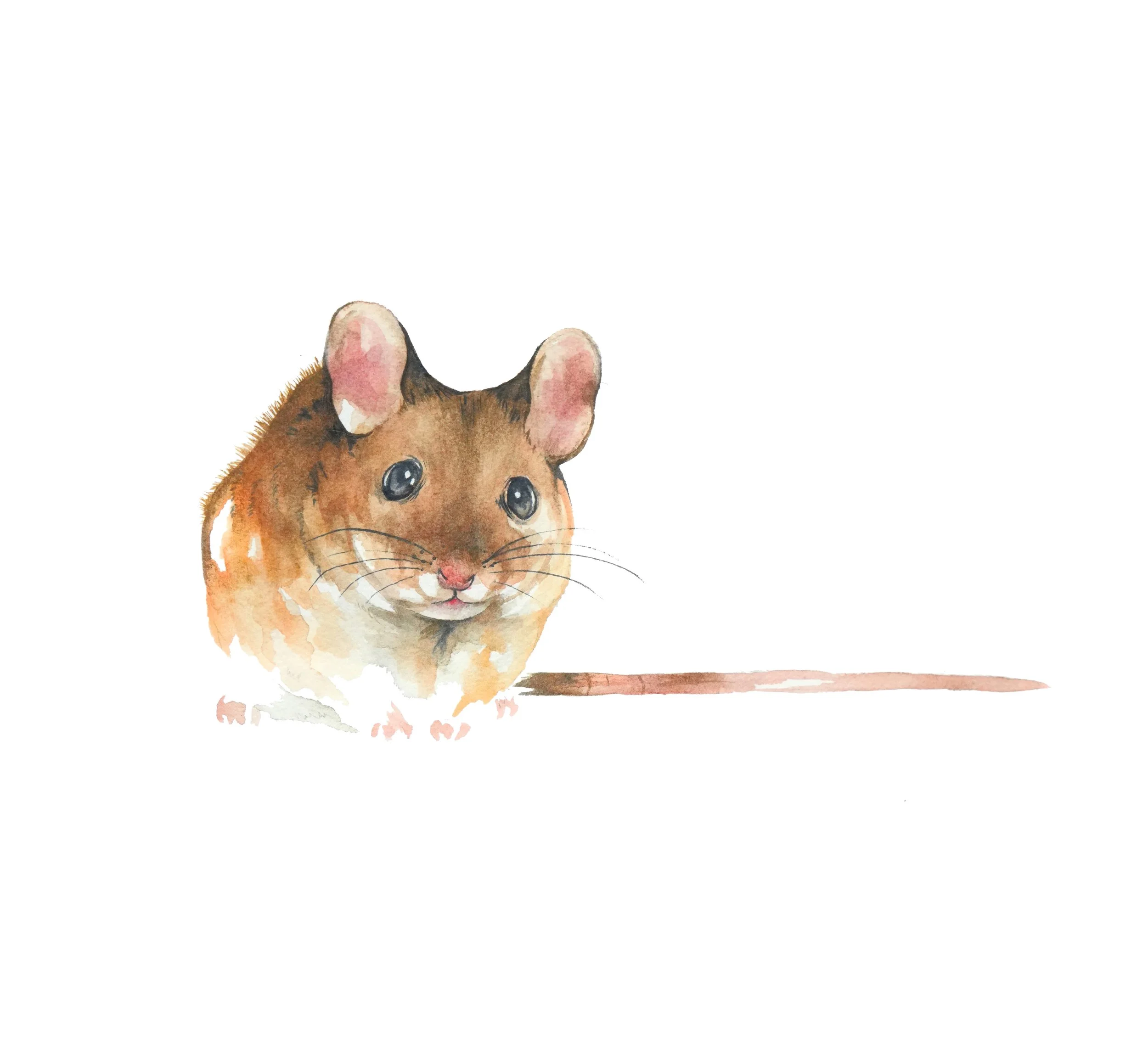 fieldmouse_1.jpg