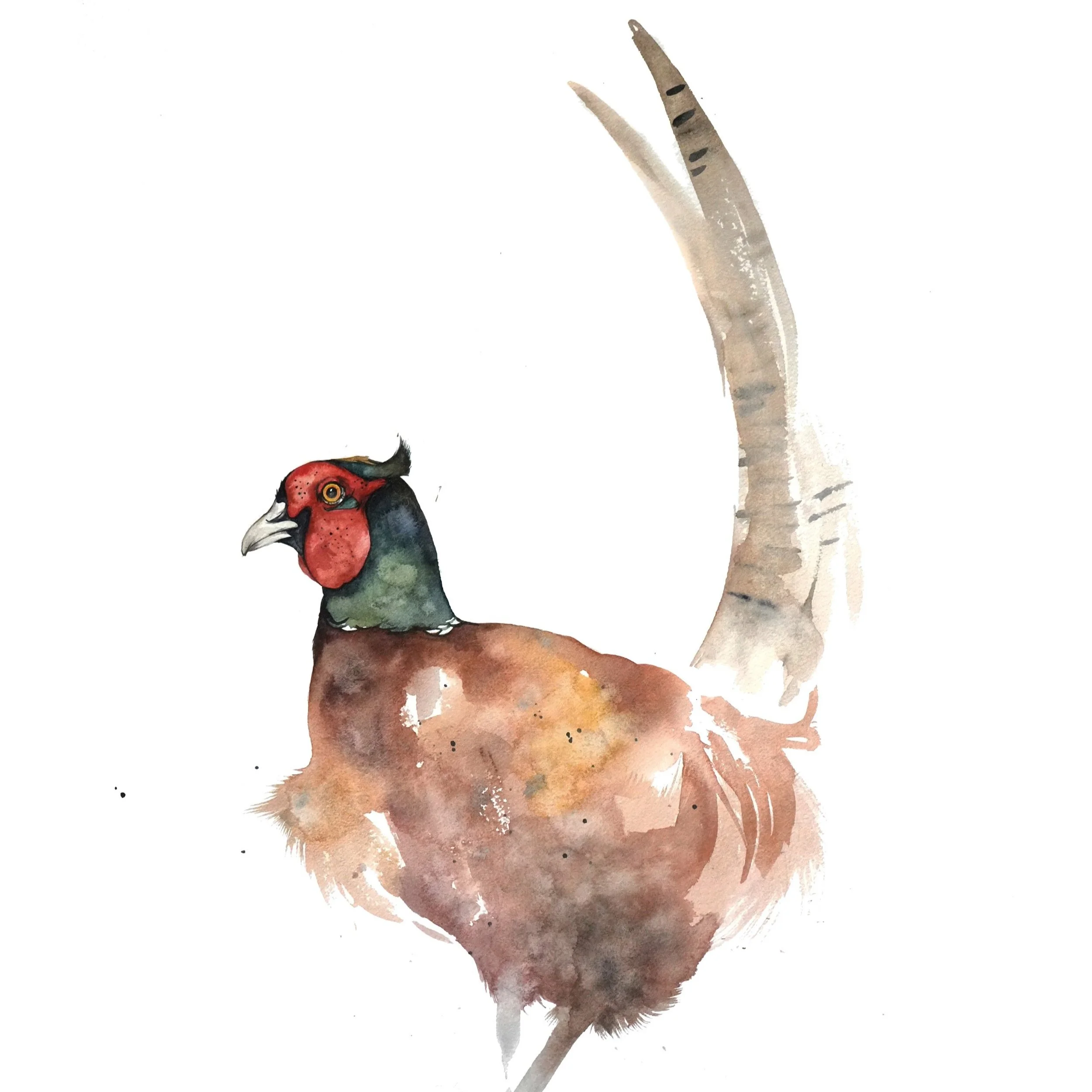 web_pheasant.jpg