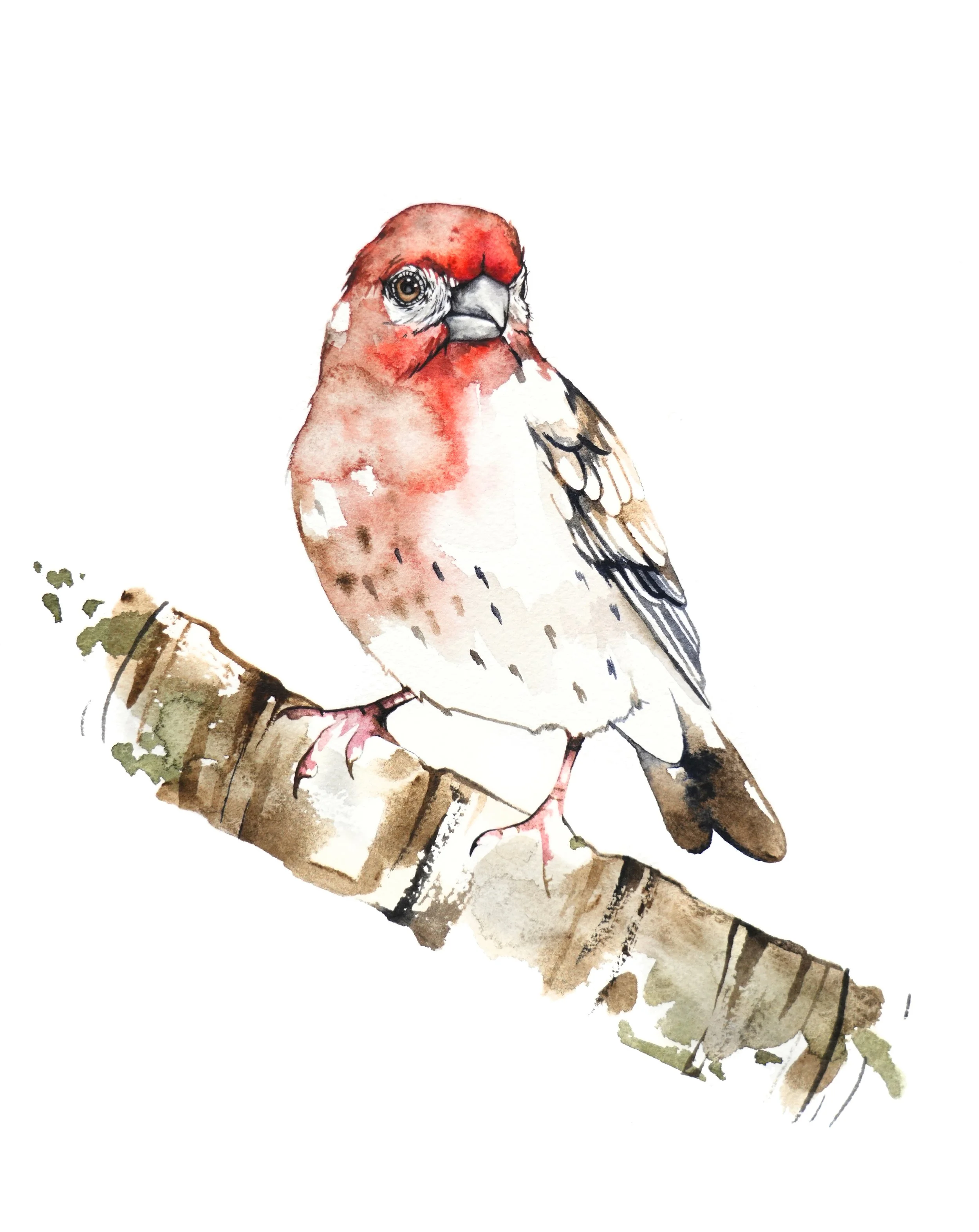 housefinch_1.jpg