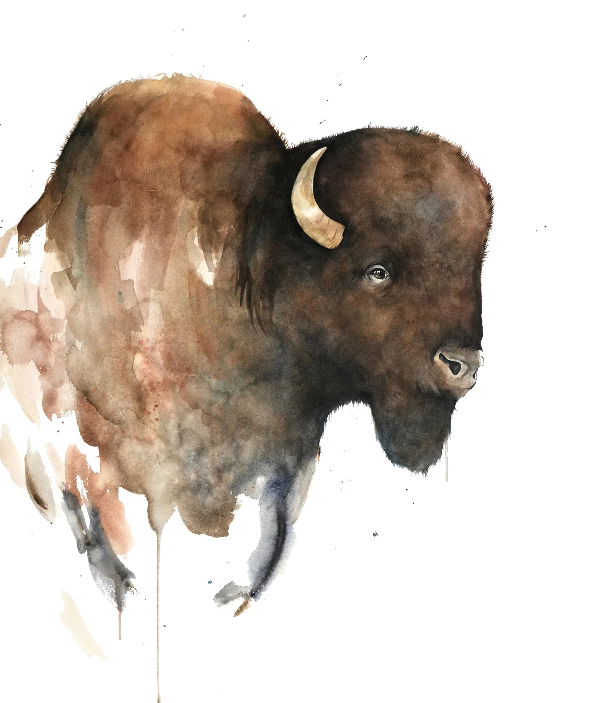 buffalo1.jpg