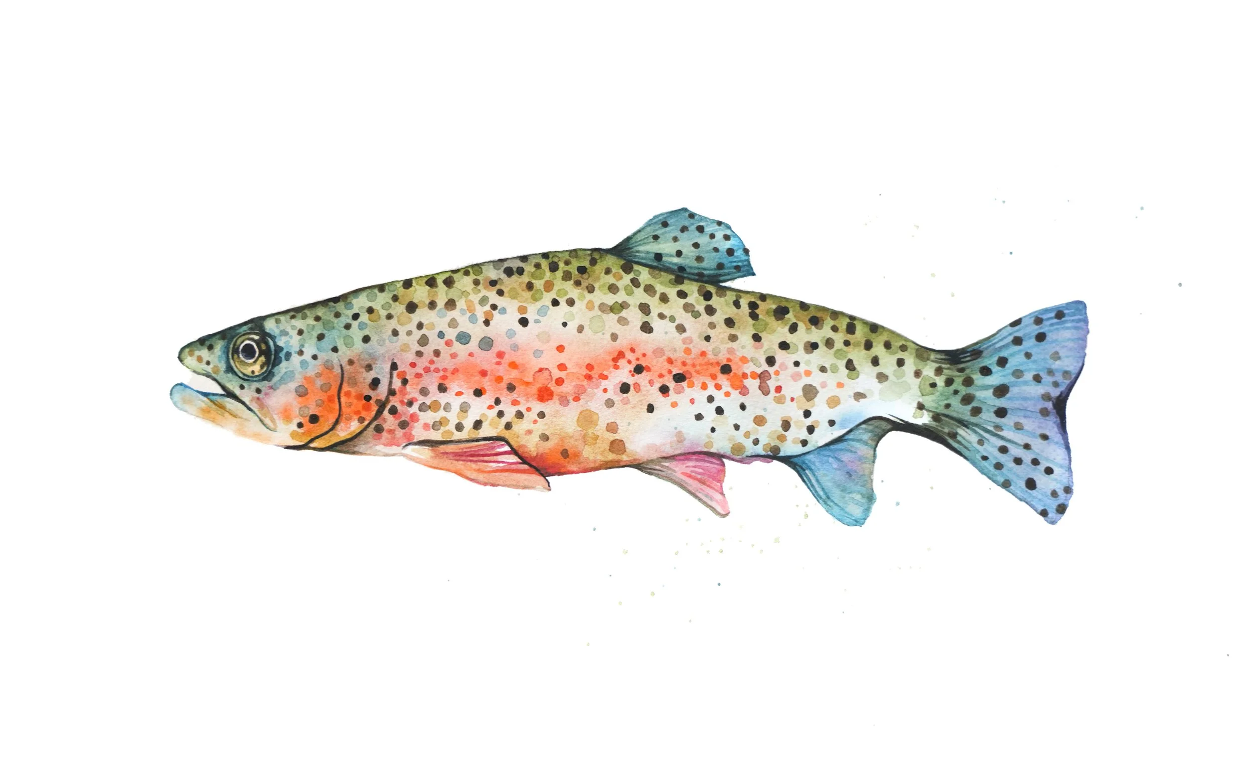 trout_1 (1).jpg