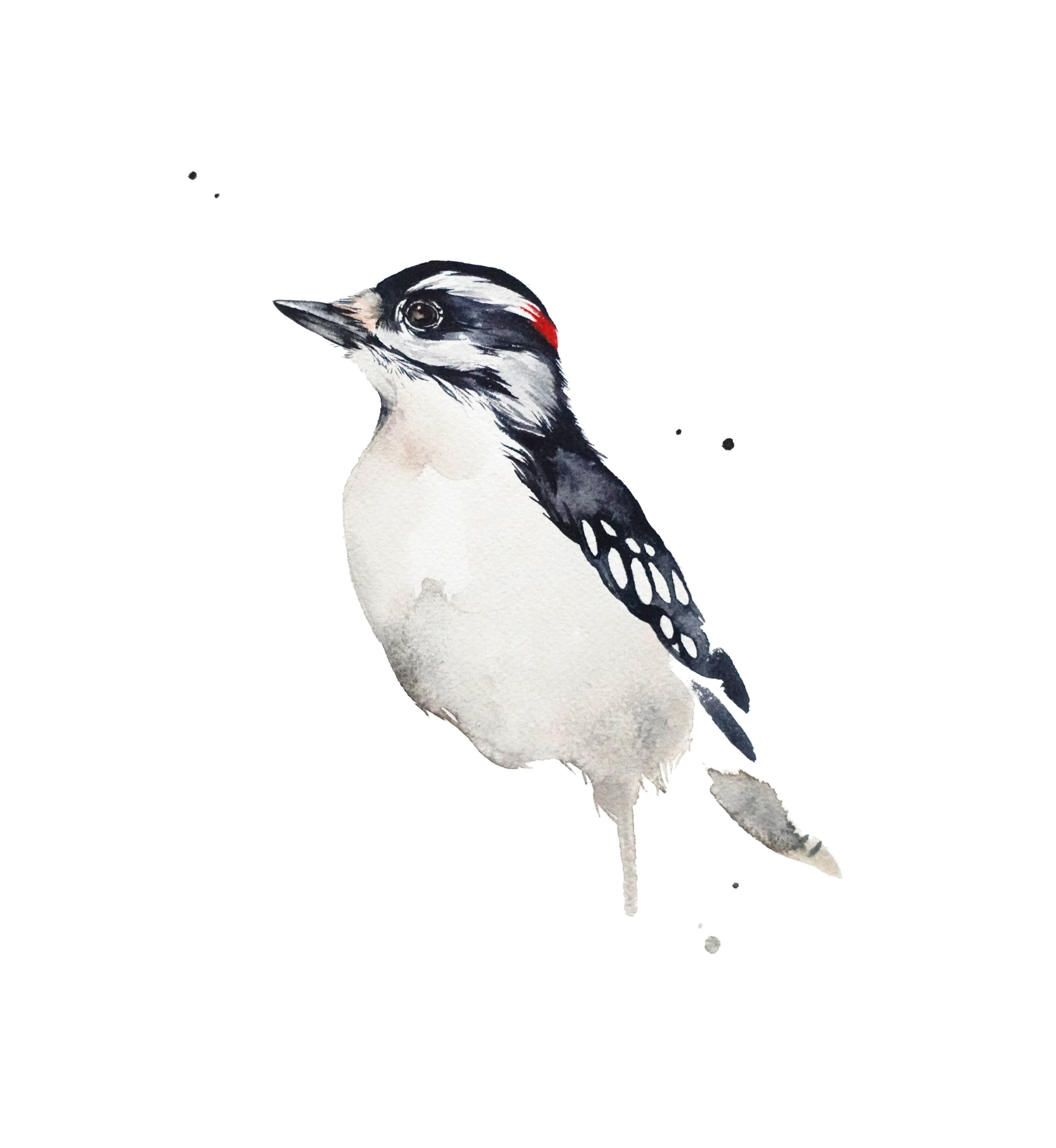 web-DownyWoodpecker.jpg