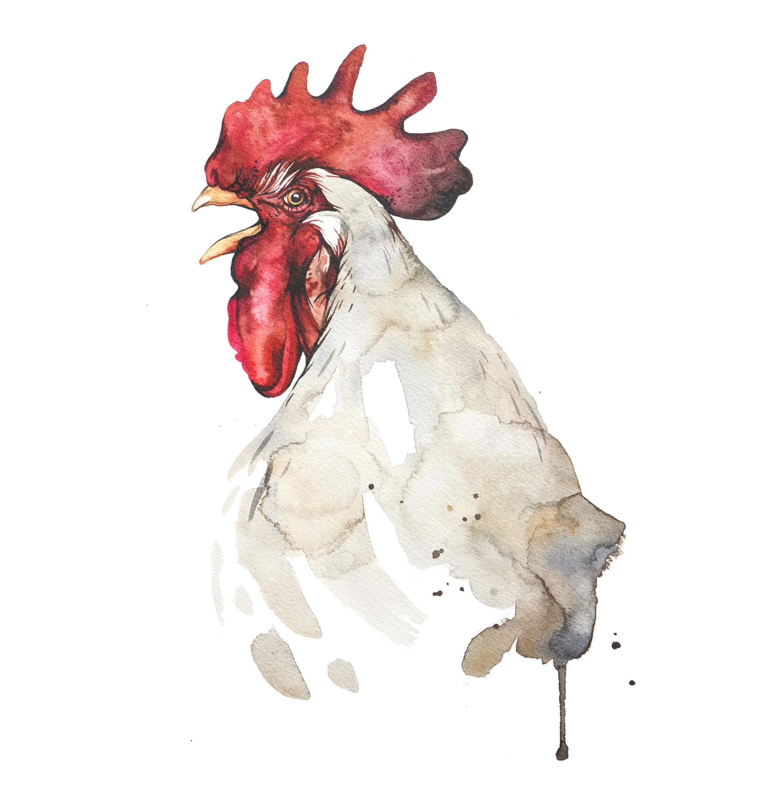 rooster_web.jpg