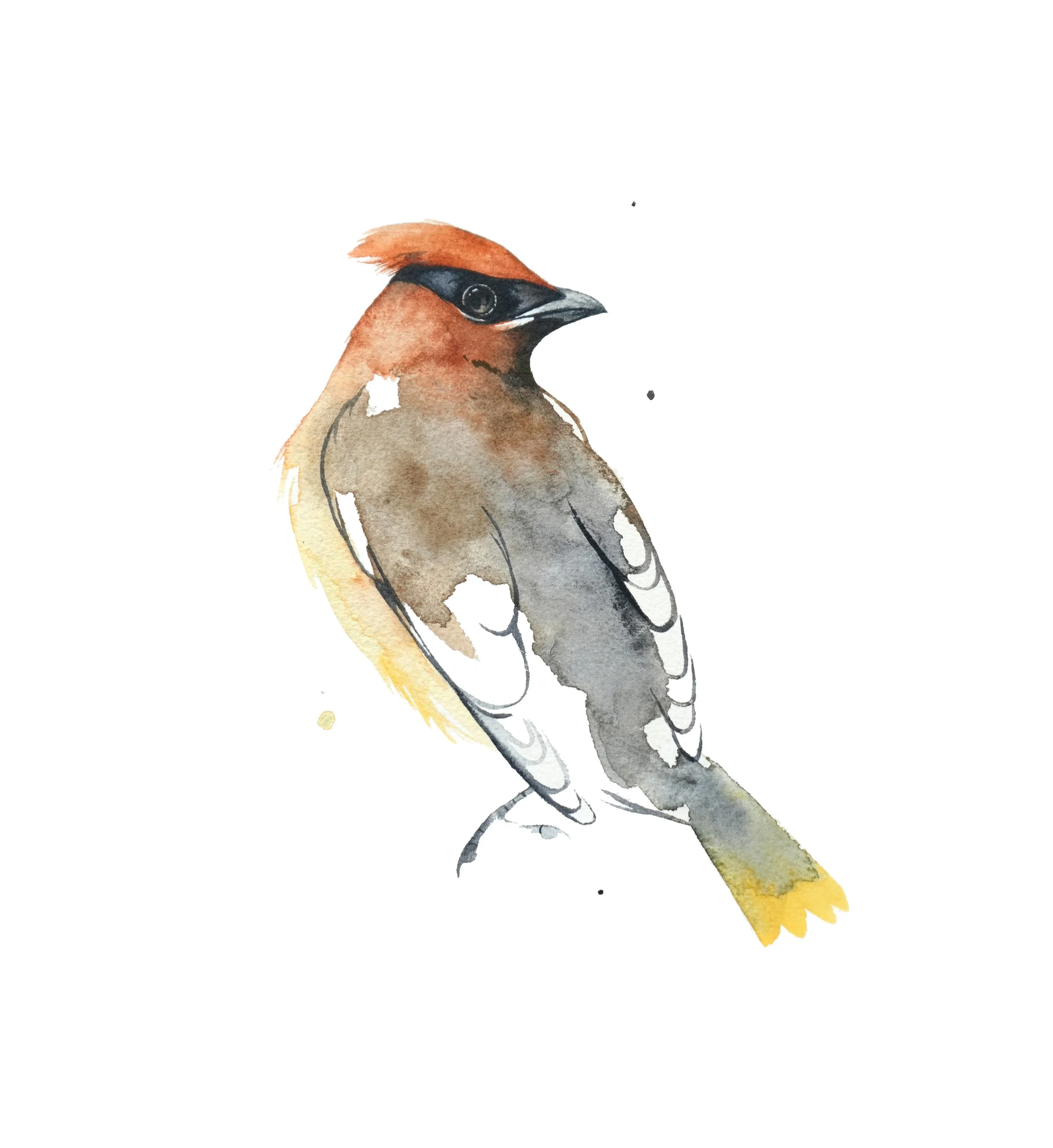 cedarwaxwing web.jpg