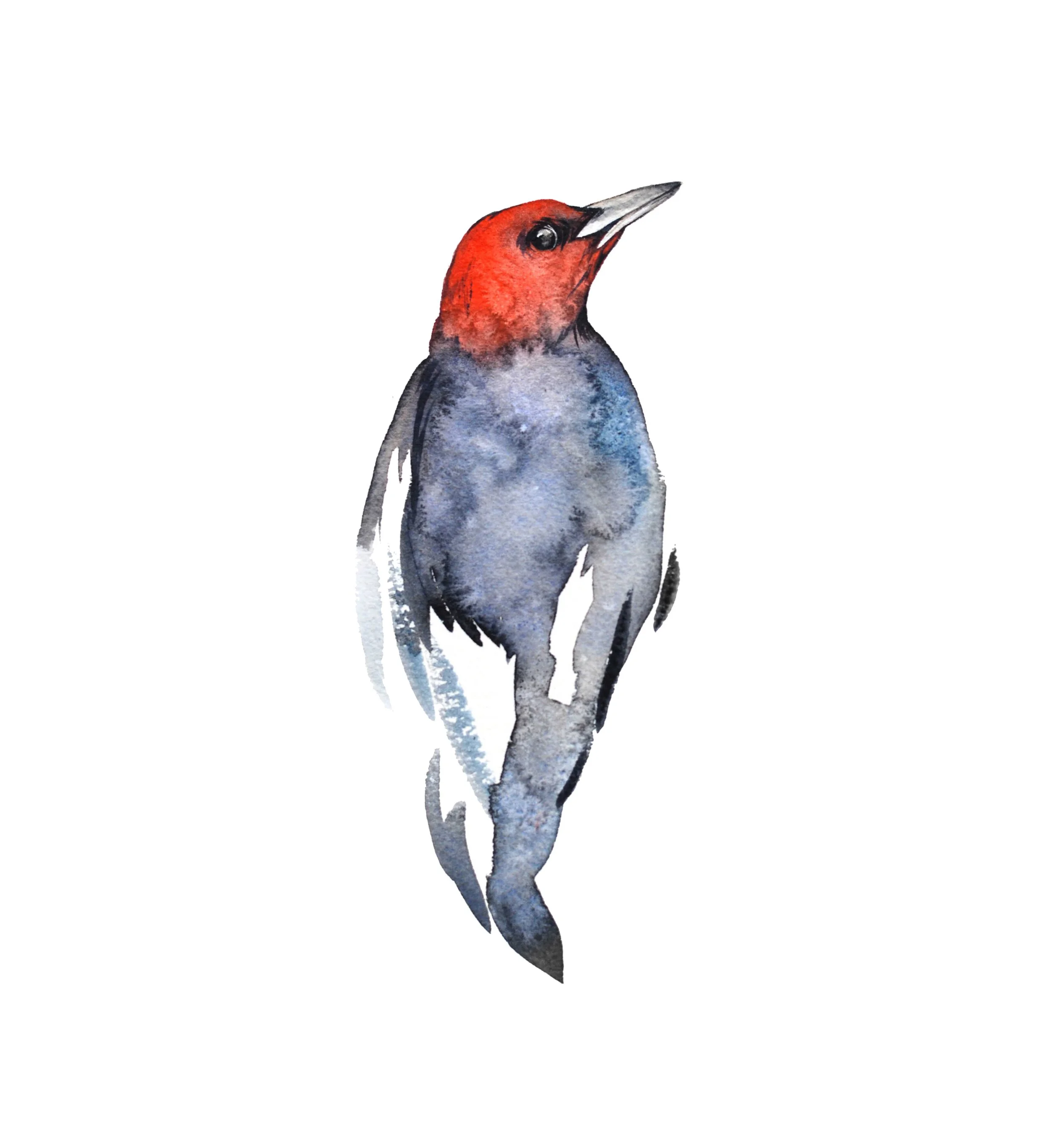 web_redheadedwoodpecker.jpg
