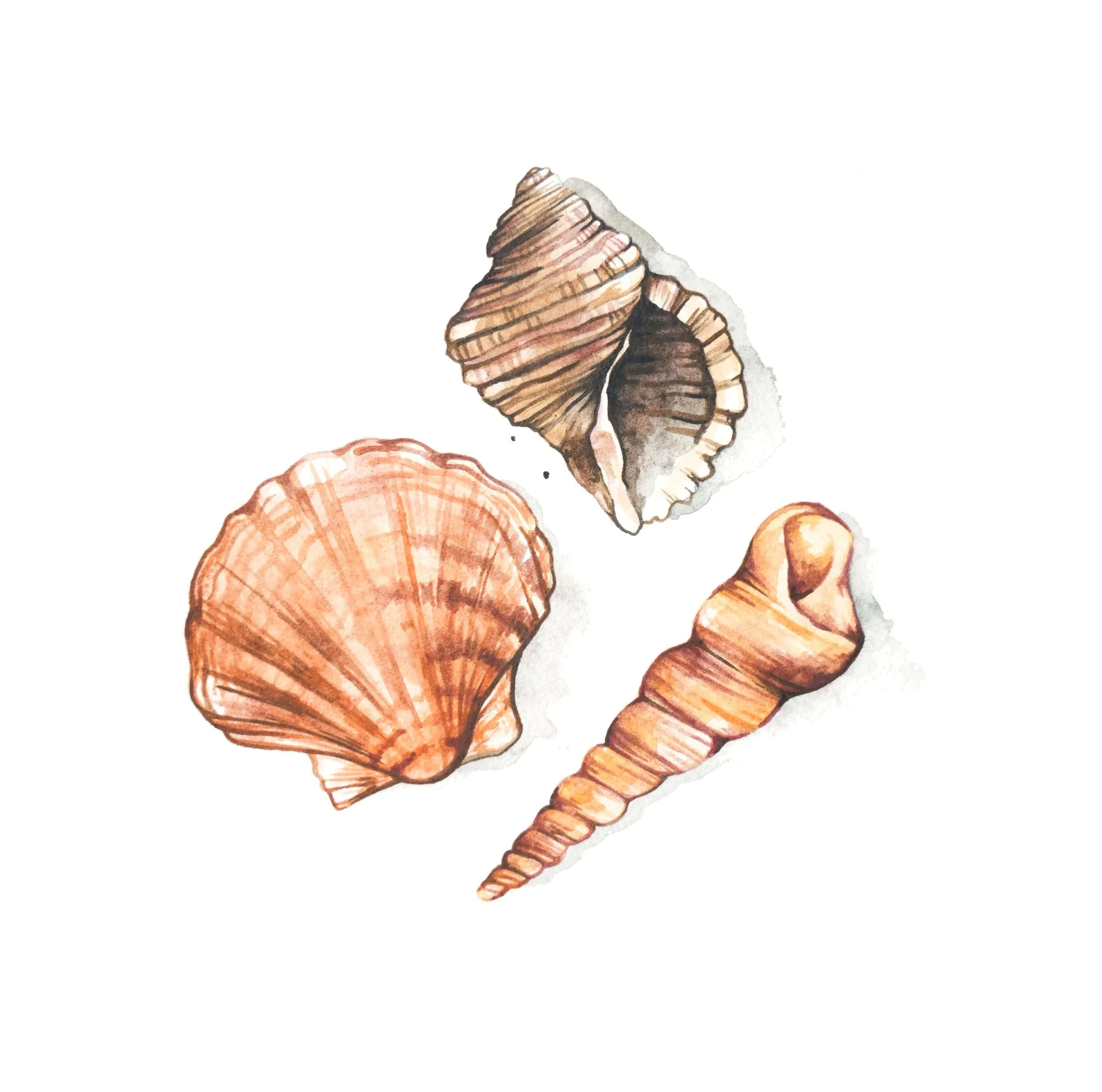 shells_1.jpg