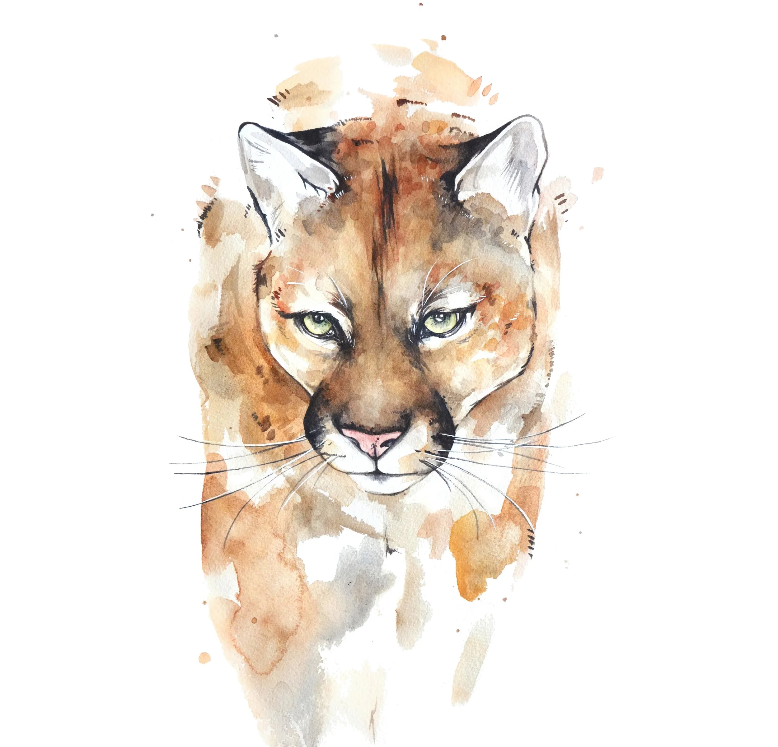 mountainlion_web.jpg