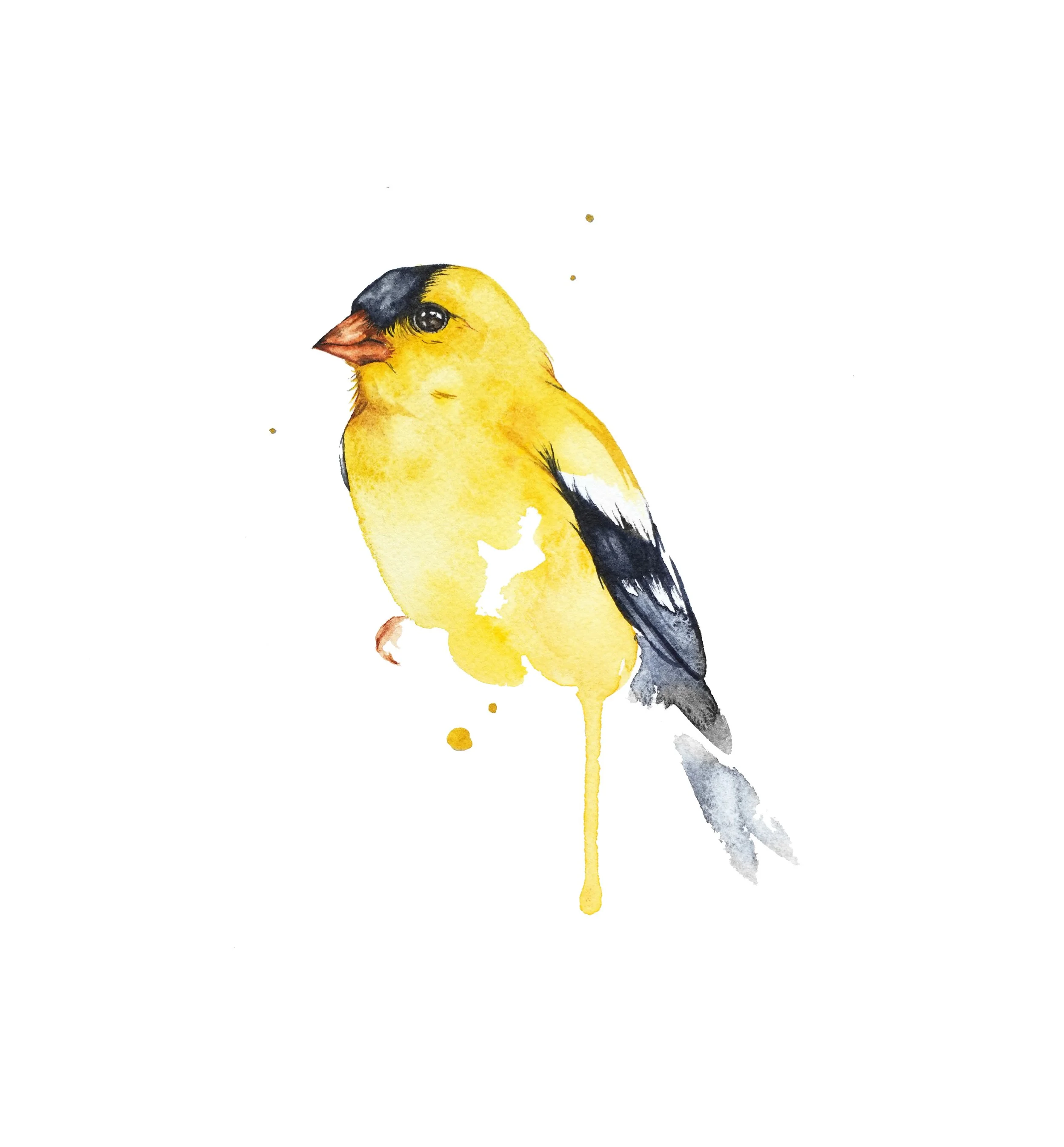 web_american goldfinch.jpg