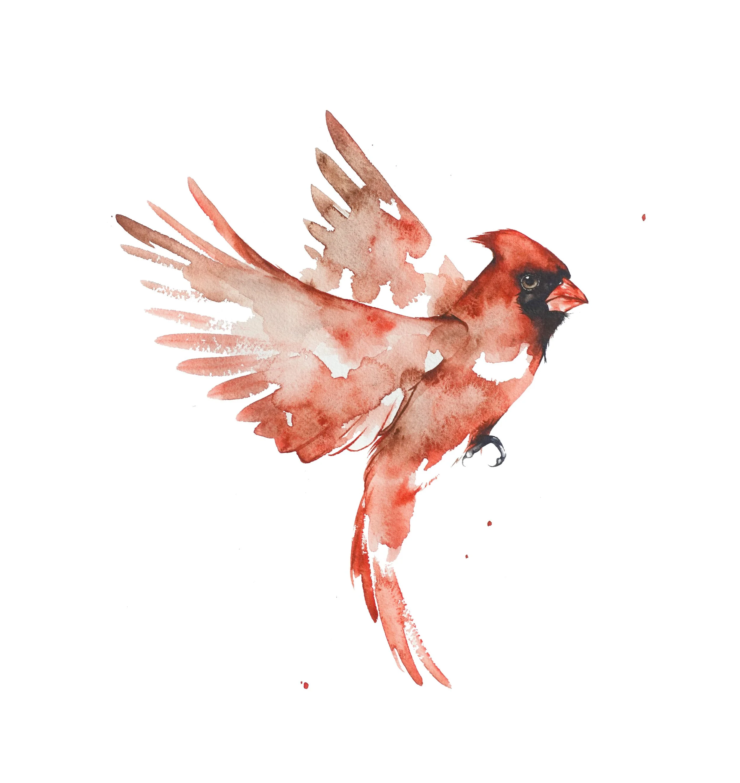 cardinal.jpg