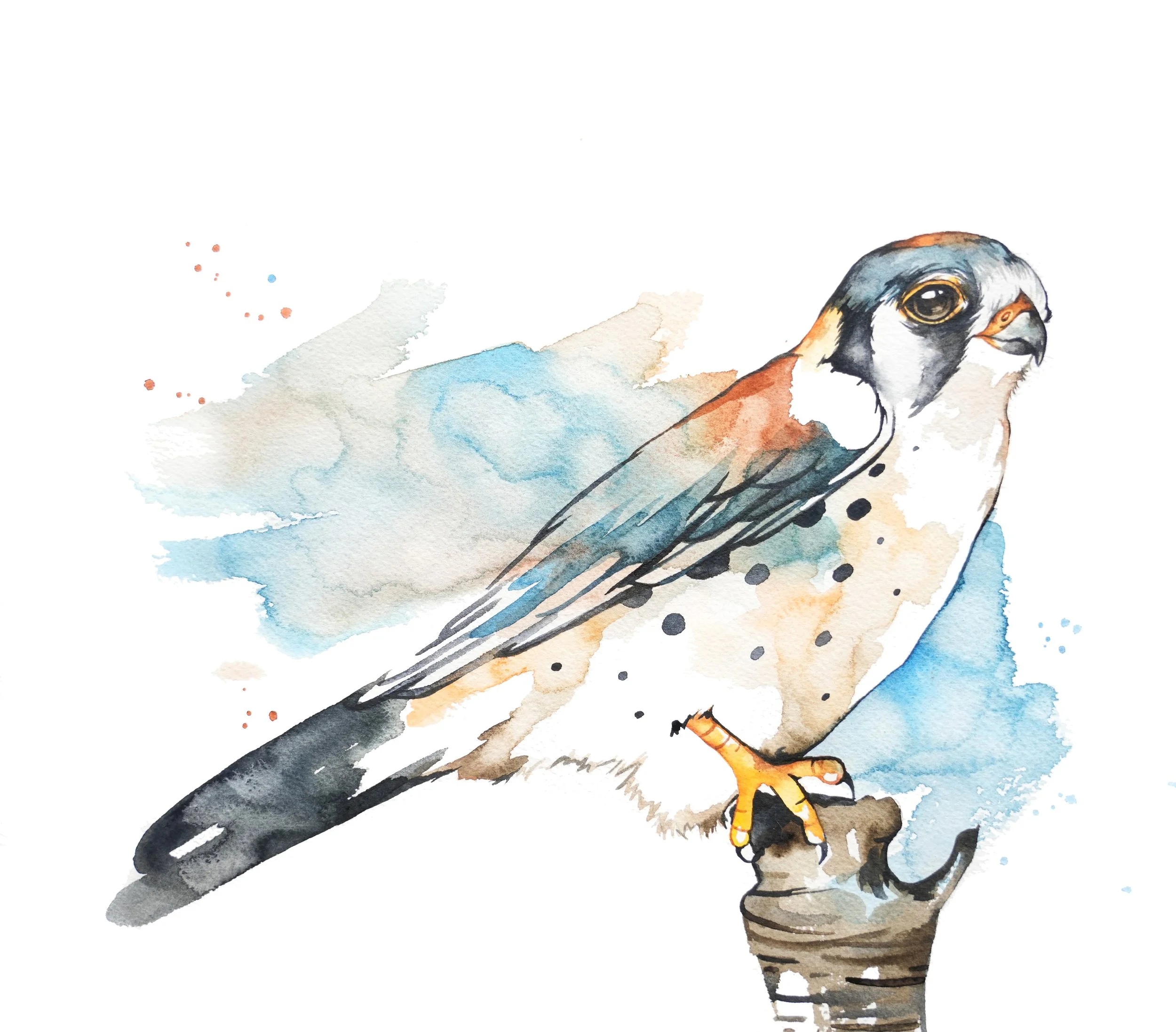 Kestrel_edit.jpg