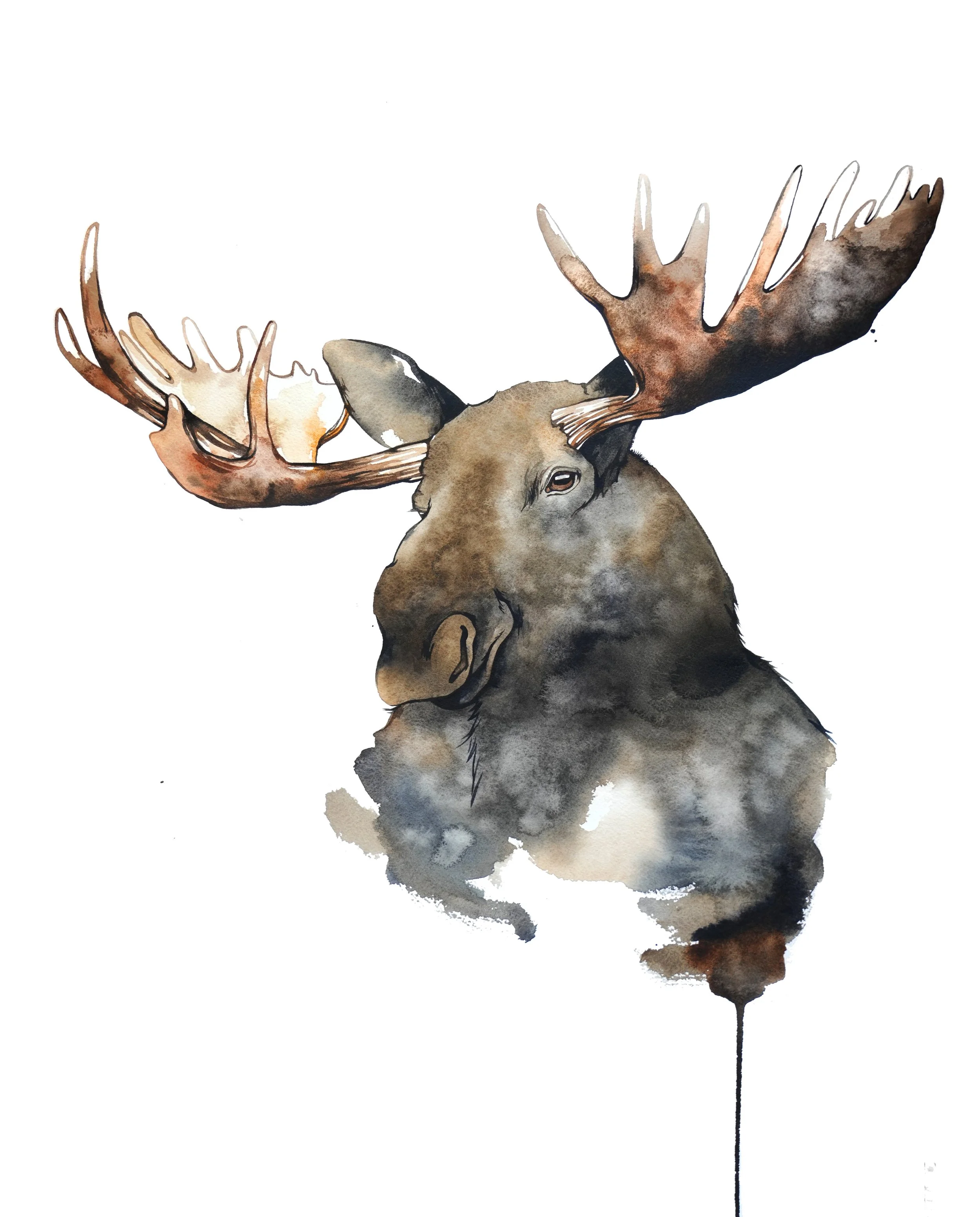 moose_portait1 (2).jpg