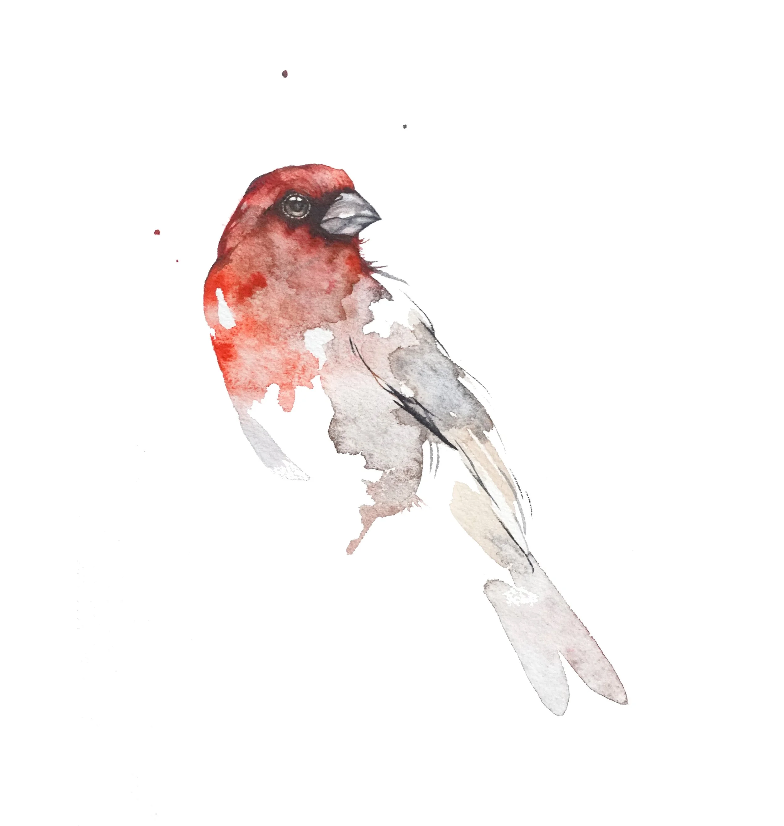 web_housefinch.jpg
