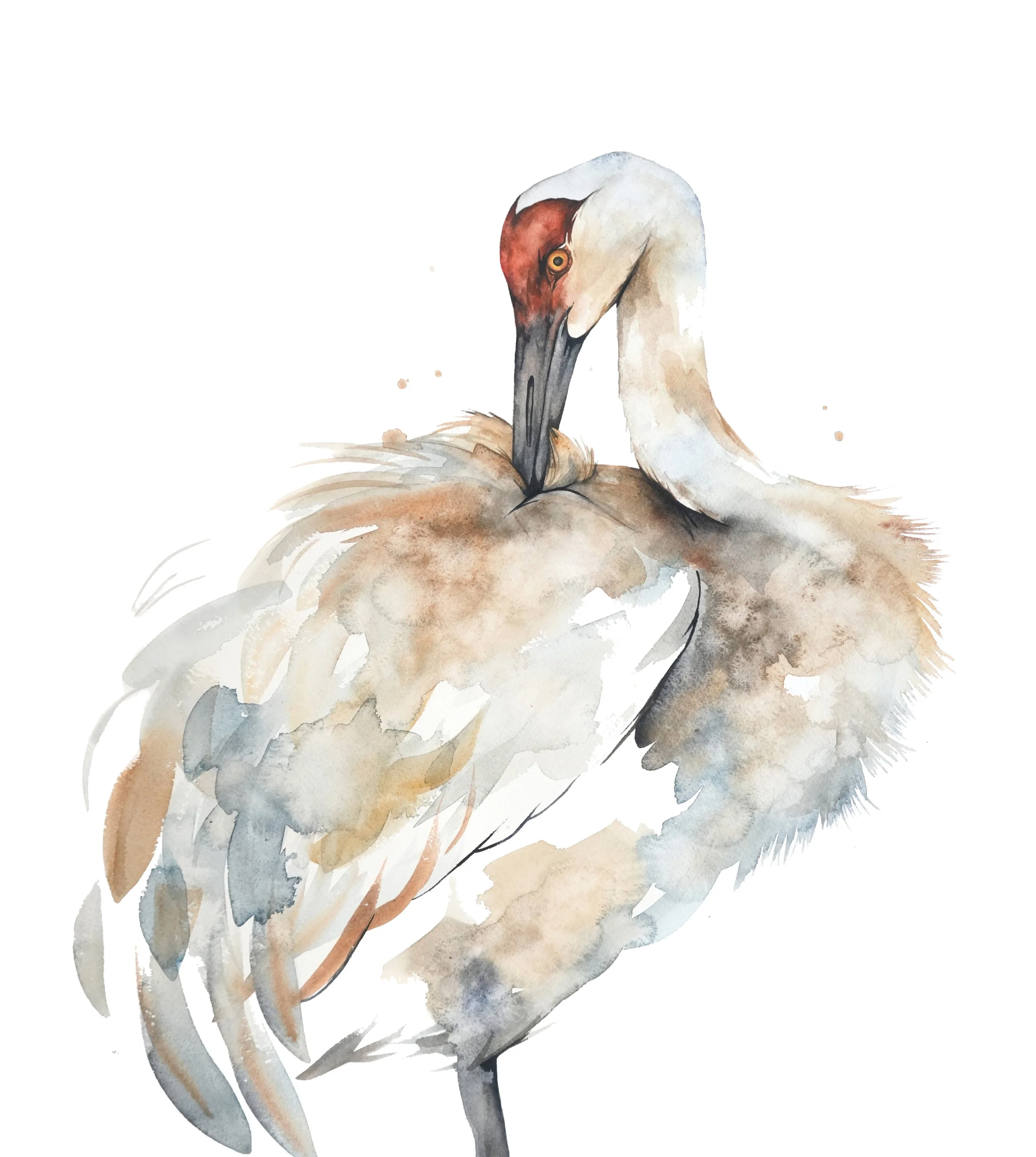 web_sandhilllcrane.jpg
