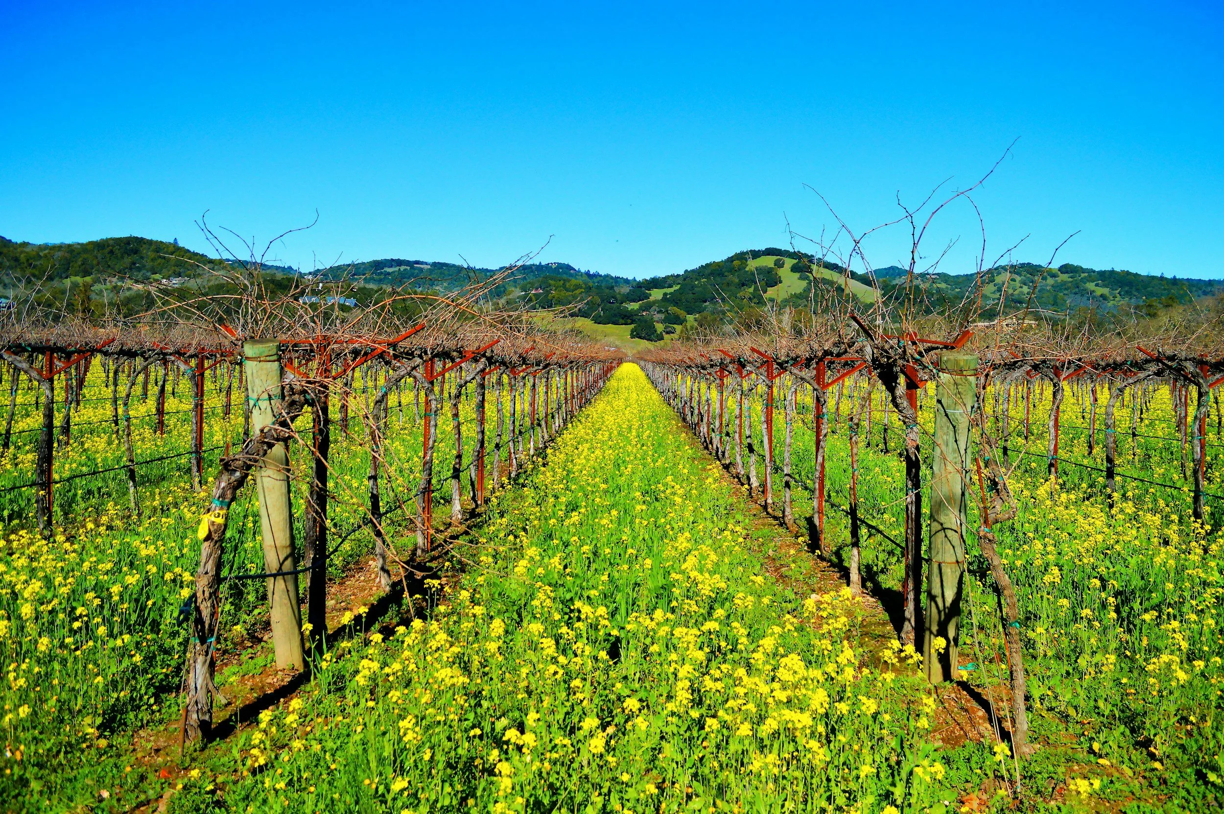10 Sonoma County Spots for Seeing Mustard in Bloom