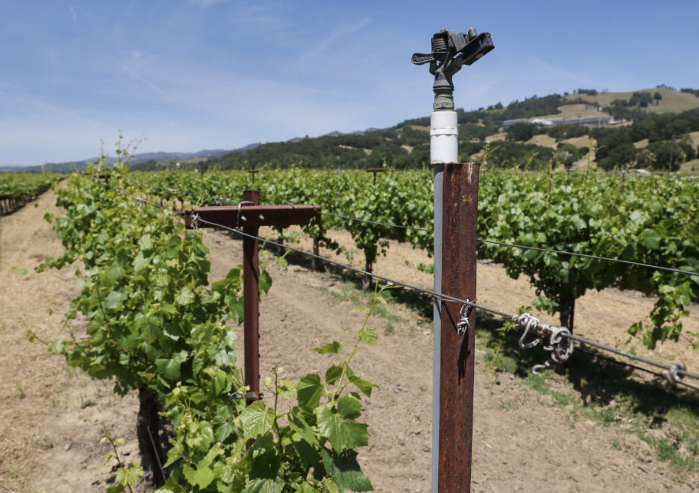 Sonoma County's Sustainable Water Capture Initiative